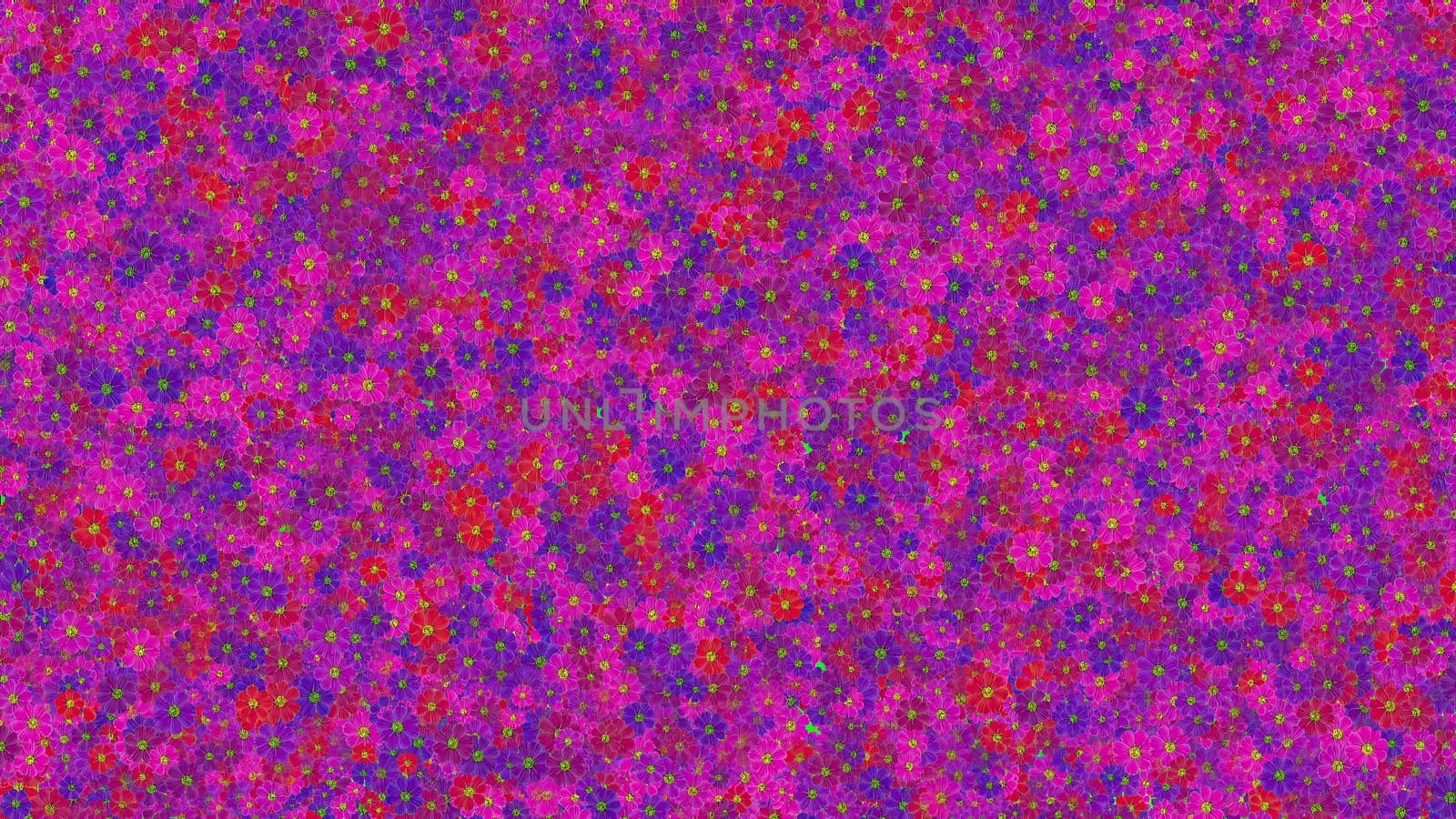 Many red and blue flowers background