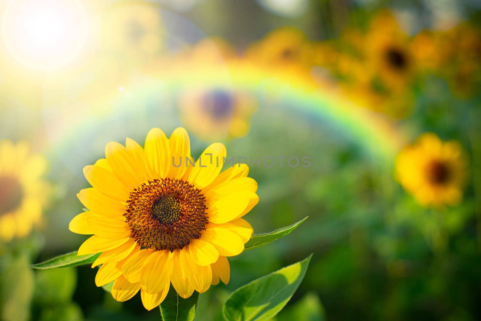 soft focus  sunflower with rainbow , selective focus on blurred background.