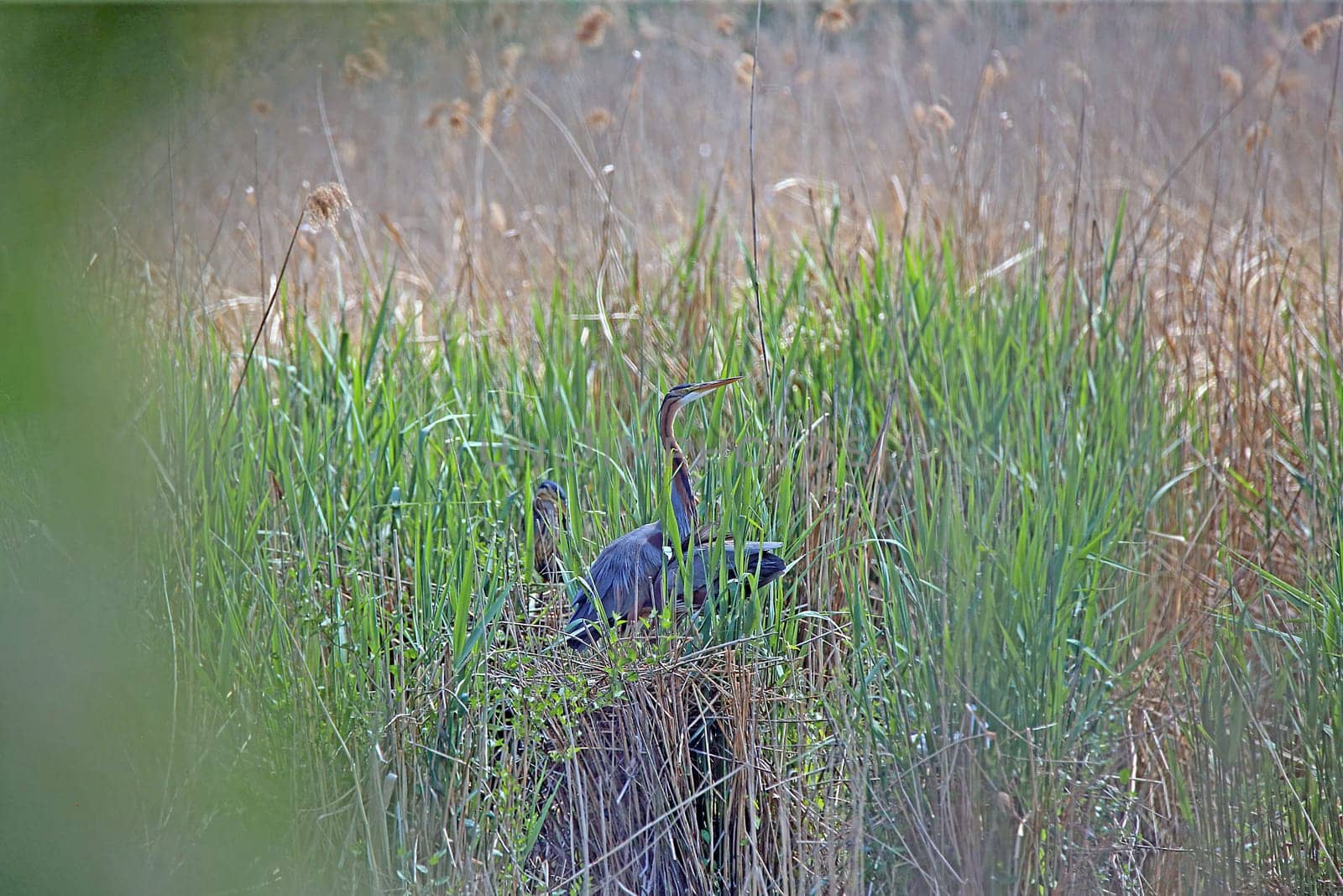 Purple heron Ardea purpurea in its nest in the Wagbach lowlands