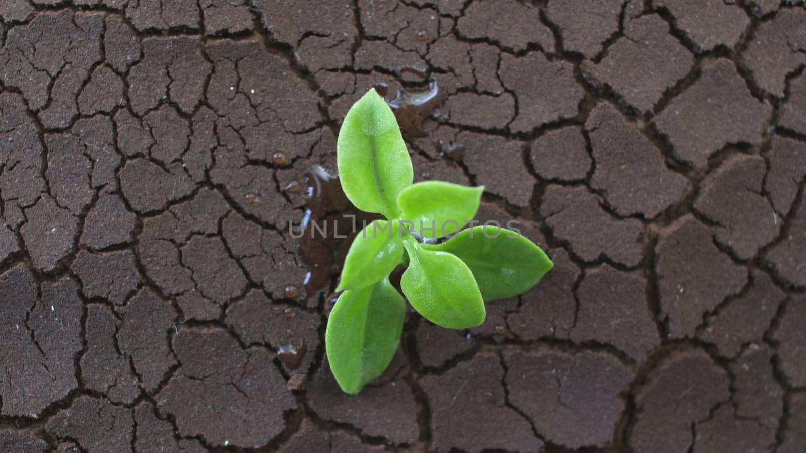 A tree growing on cracked ground