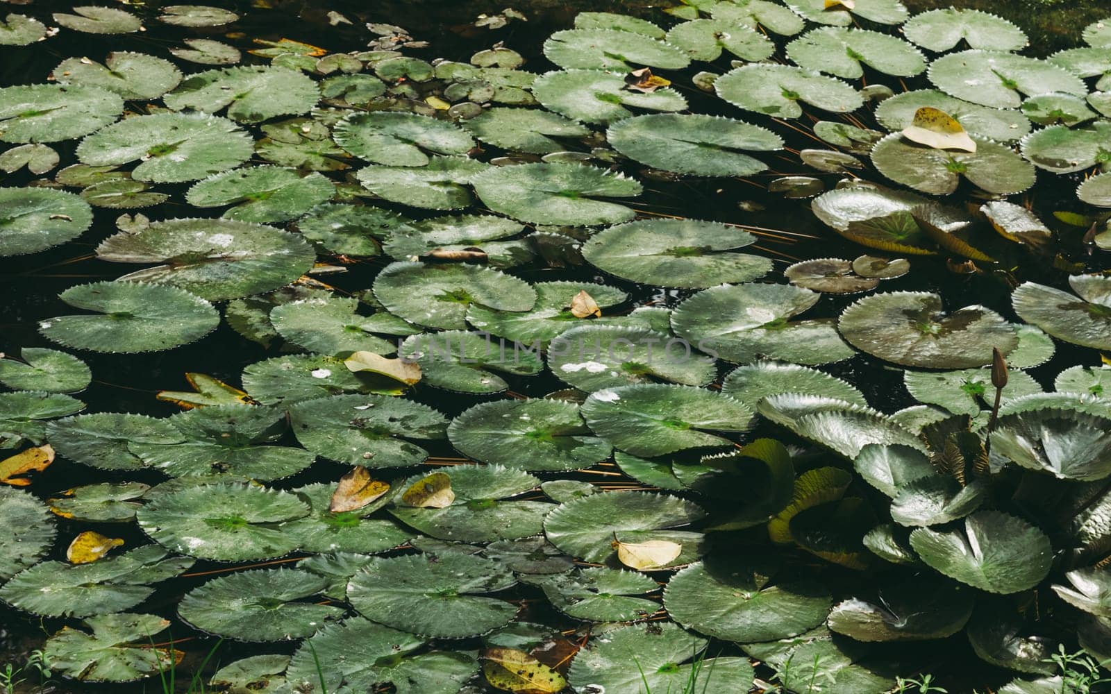 Indian lotus water lily leaves filled the pond water surface. Green Nature background.