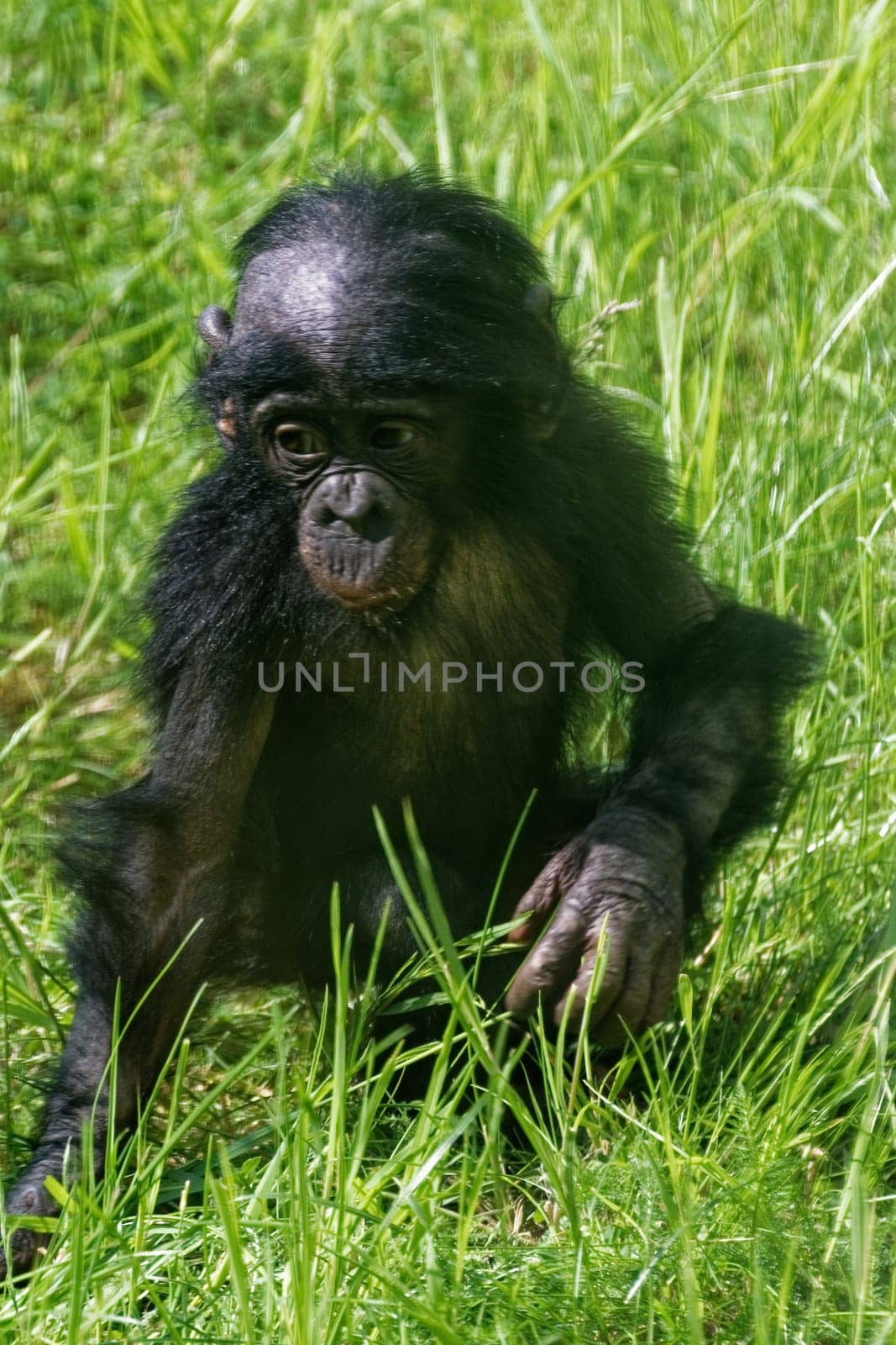 Young bonobo