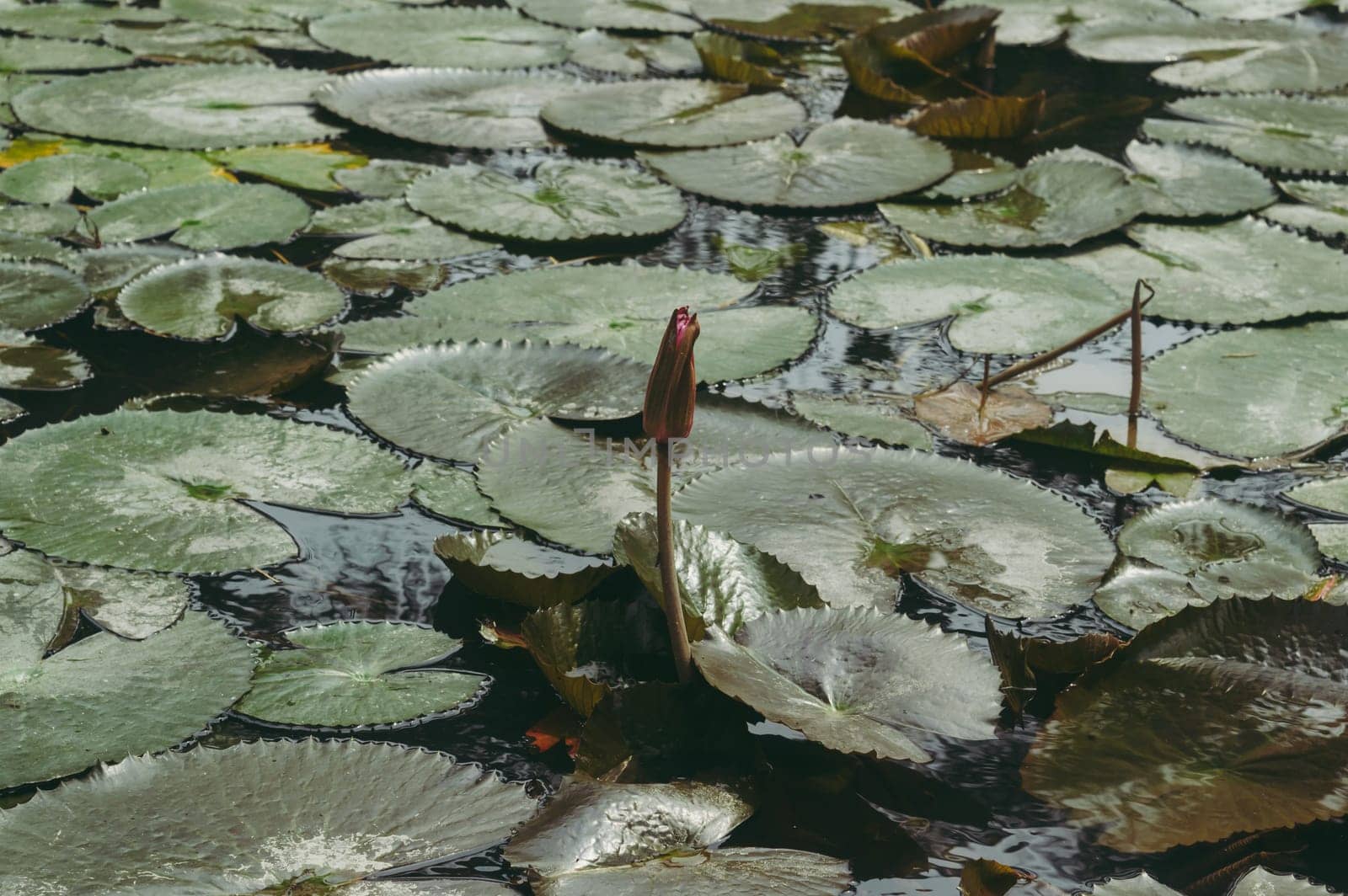 Lotus Bud on Green Leaf Isolated. Pink lotus bud in green lotus leave on pond water background.
