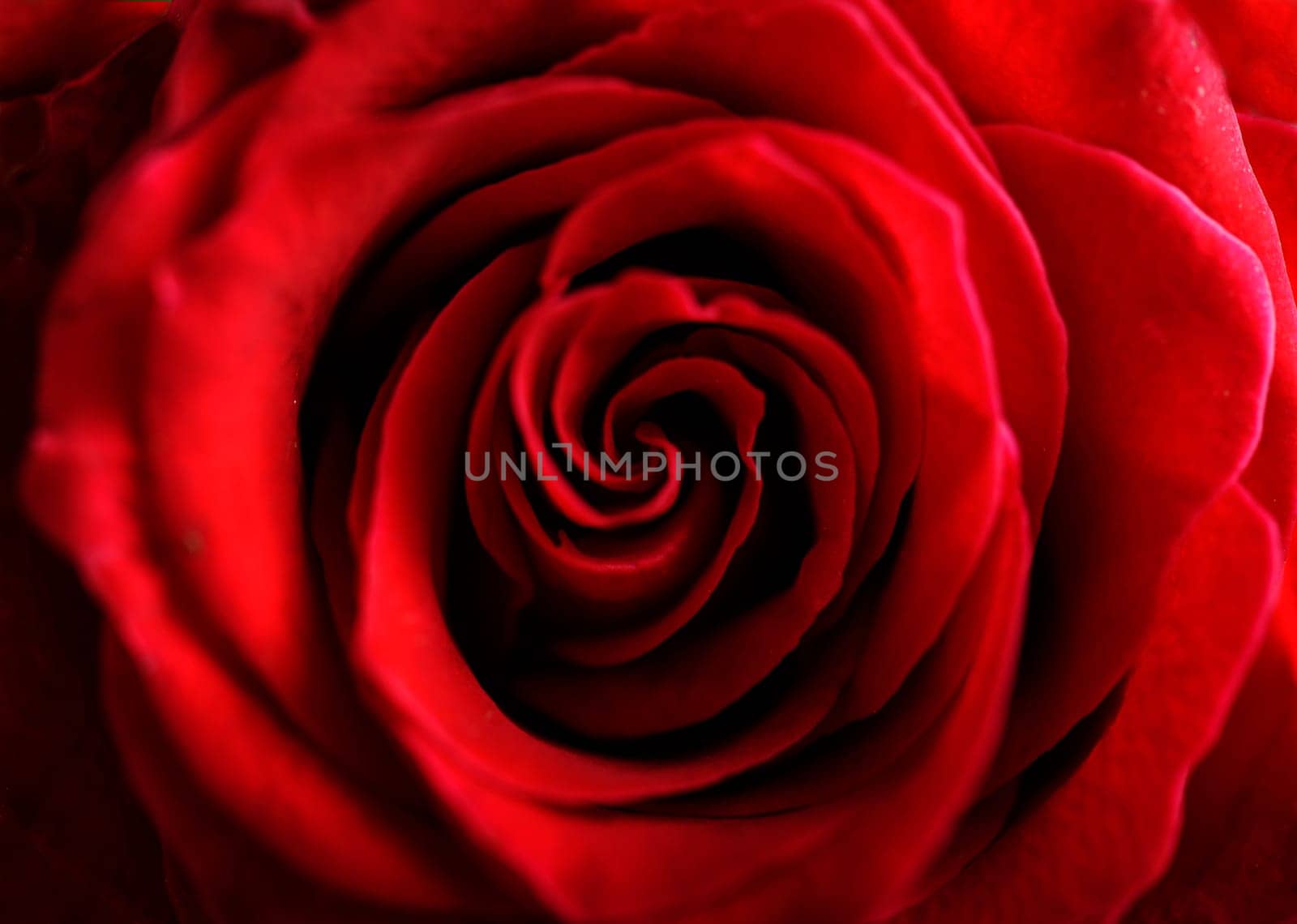Closeup of red roses