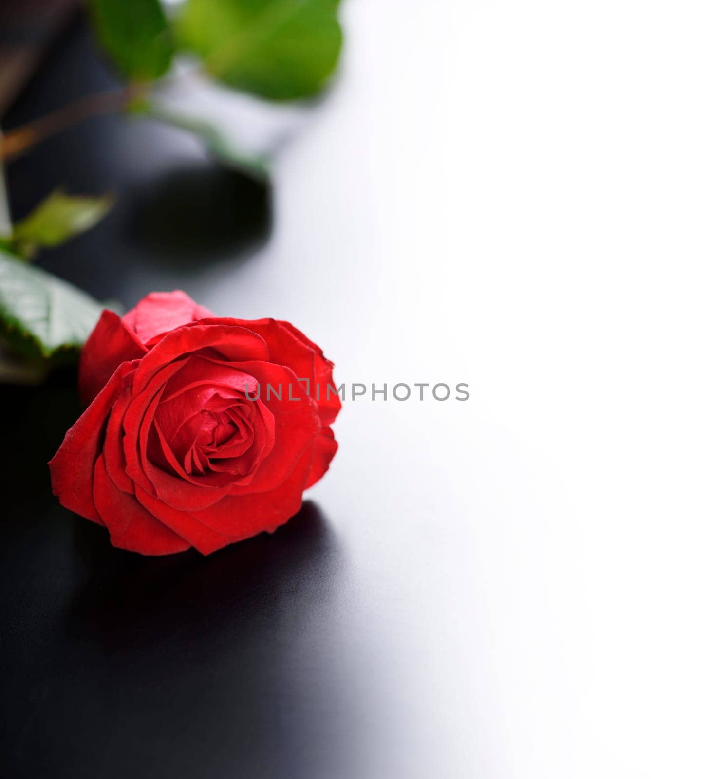Red rose on black background with copyspace.