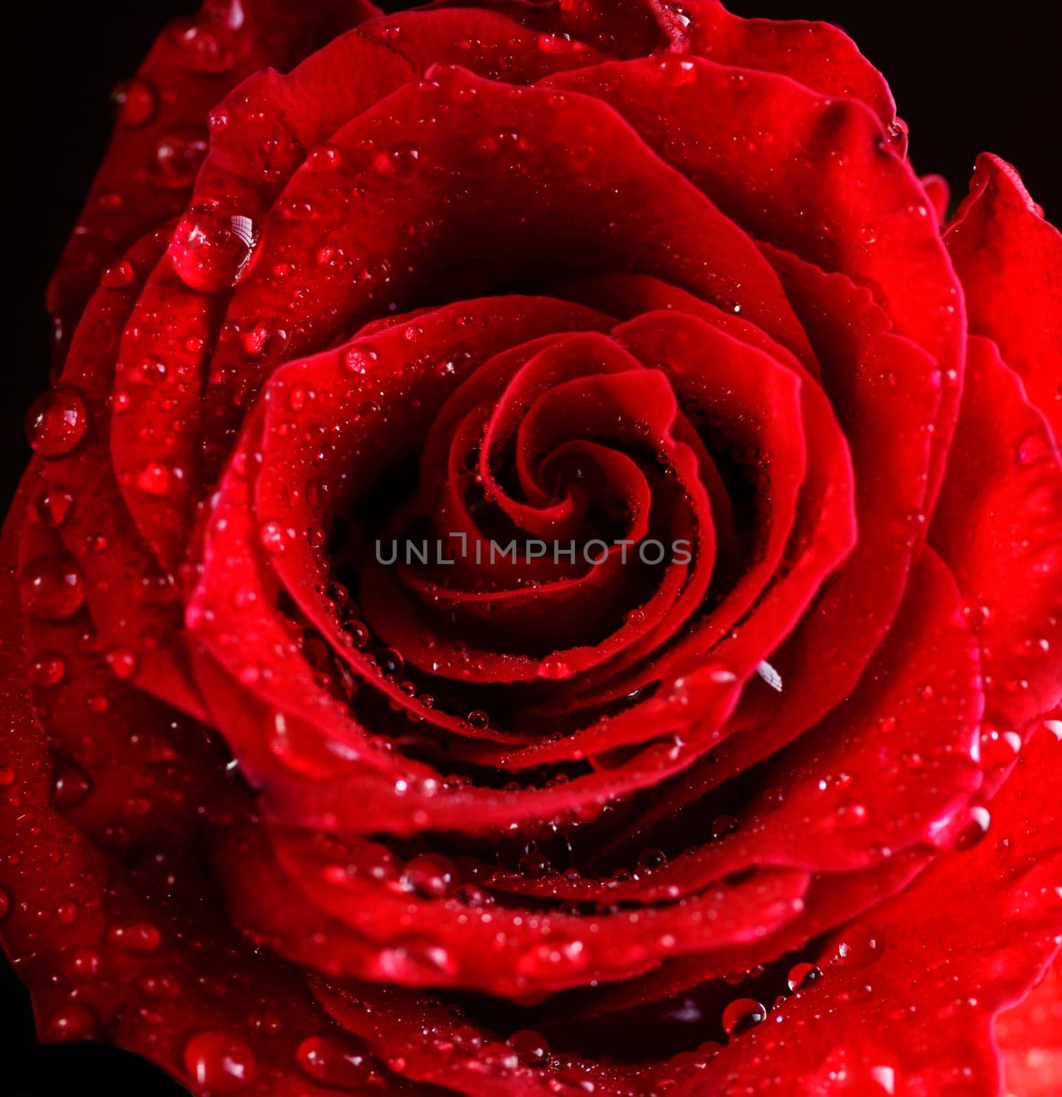Macro photo of beautiful red rose with water drops