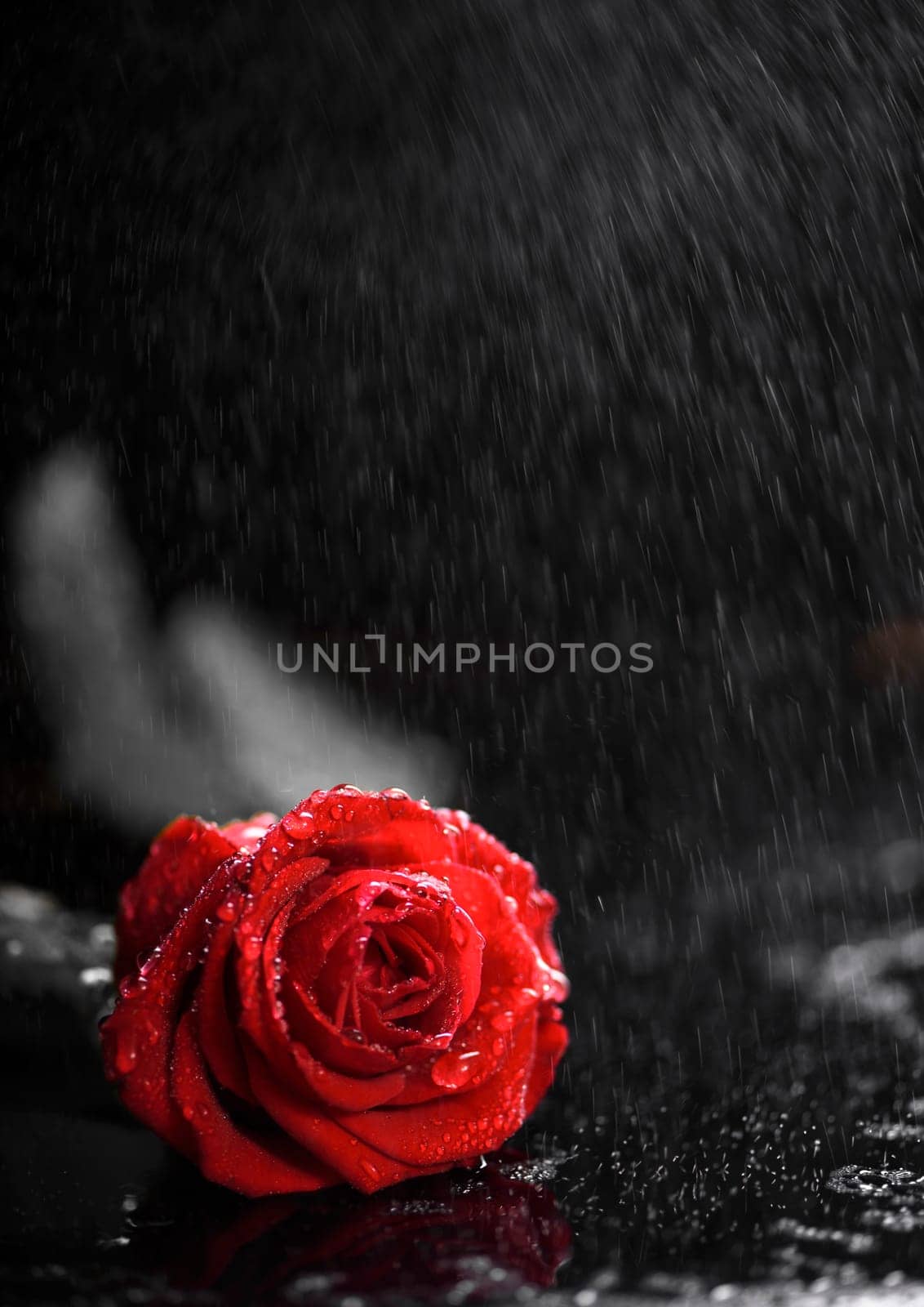 Beautiful red rose on the rain