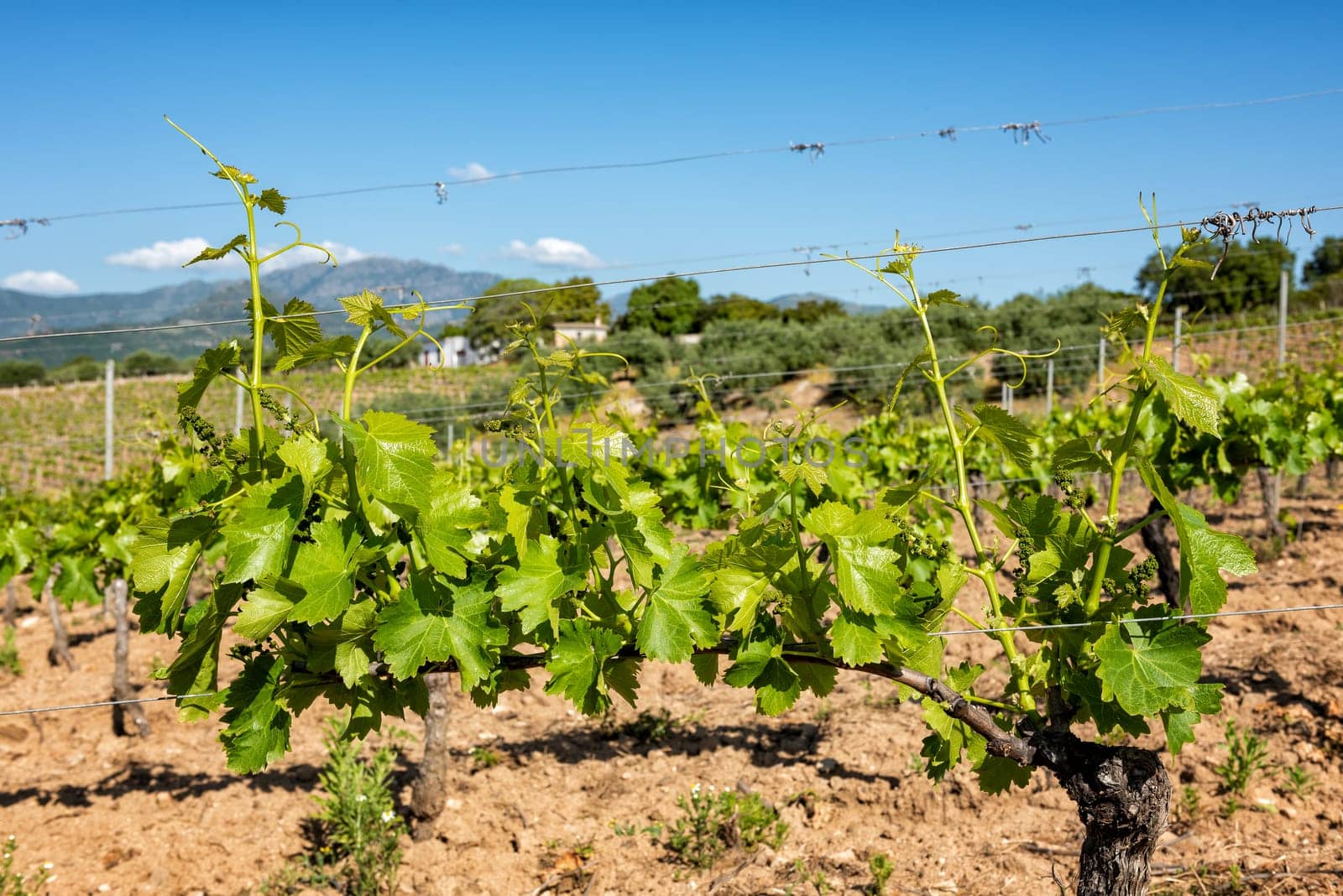 Young sprouts with bunches of grapes. Close-up of the buds and bunches of grapes in the branches of a vineyard in Sardinia, Italy. Traditional agriculture.