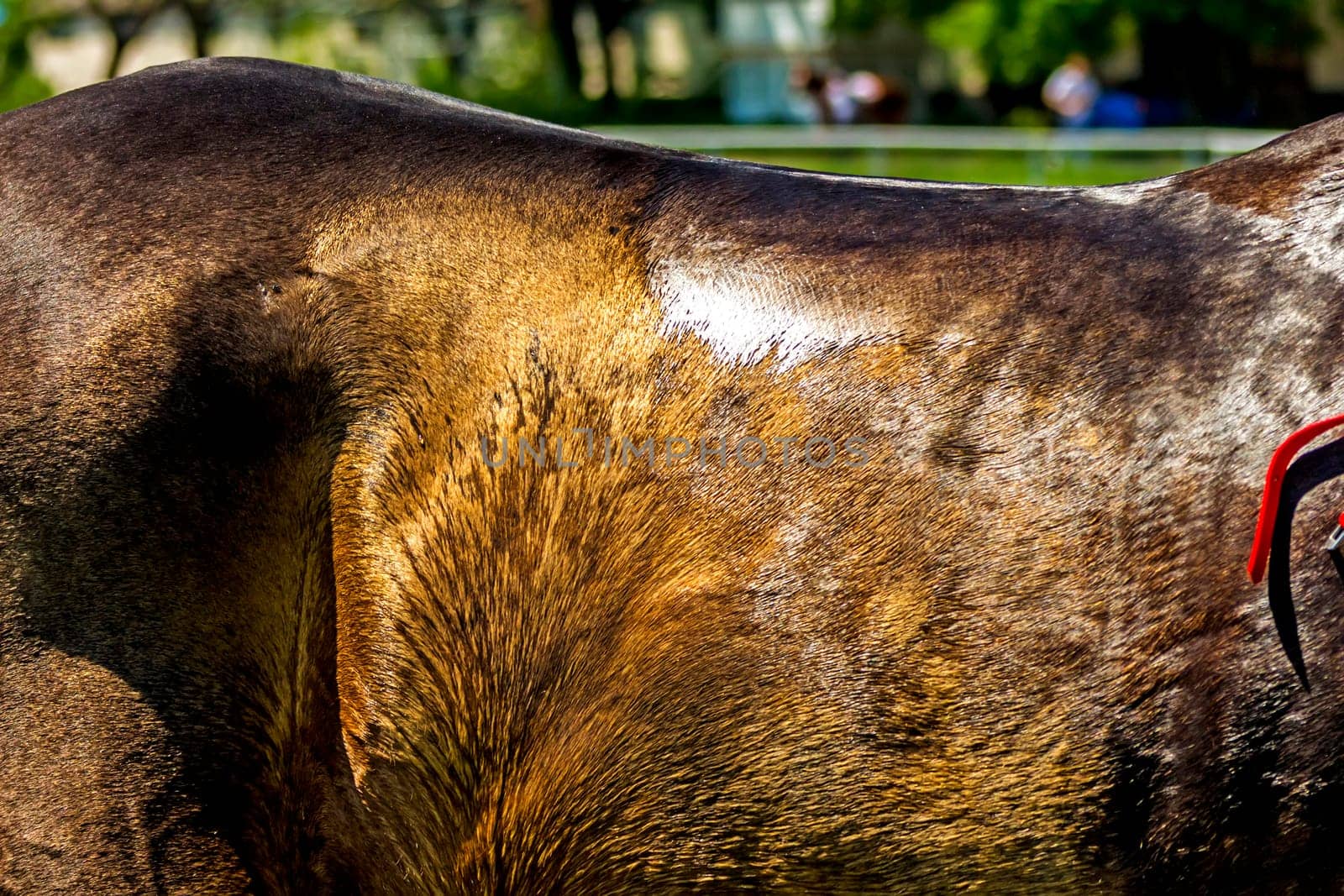 Skin of akhal-teke horse close up.