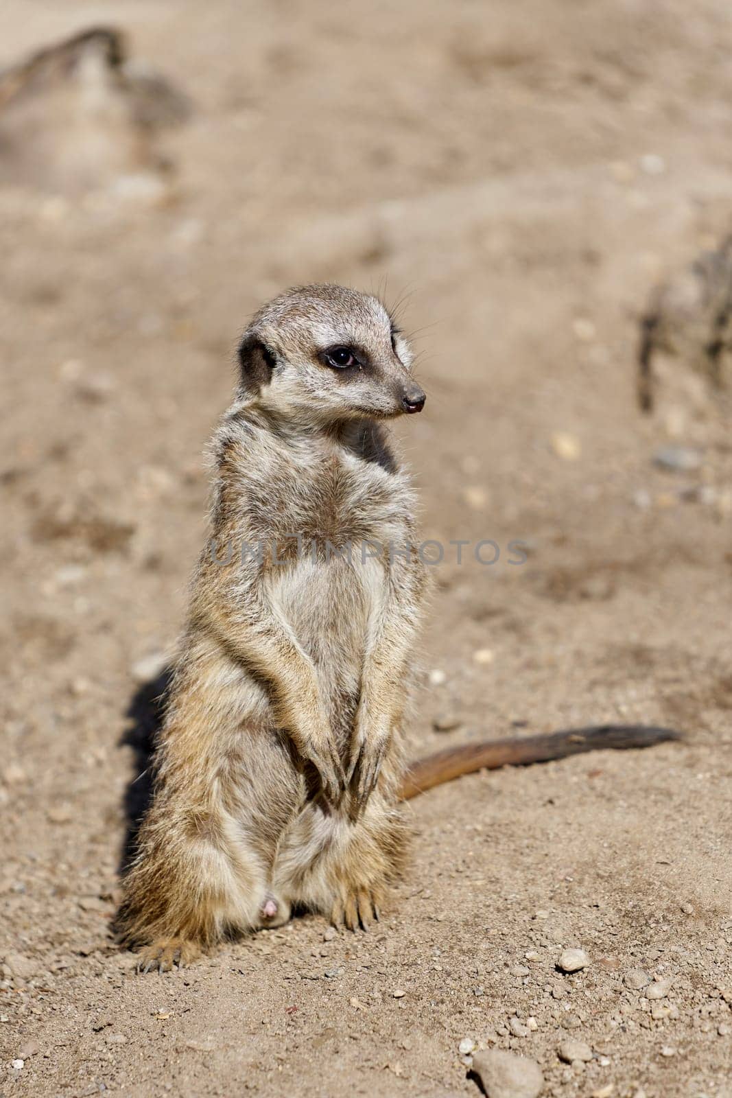 an alert meerkat sits in the sand and keeps watch for fear of birds of prey