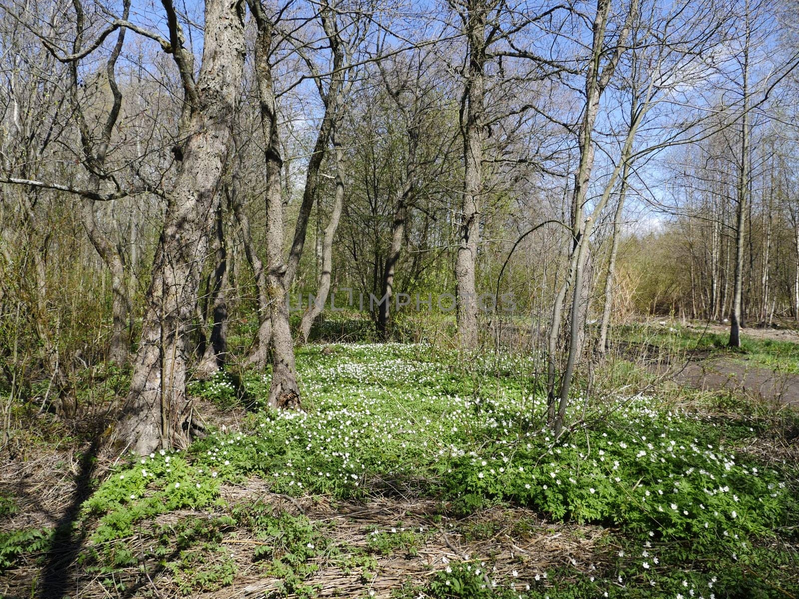forest glade strewn with wild flowers anemone primroses, beautiful spring landscape warm sunny weather