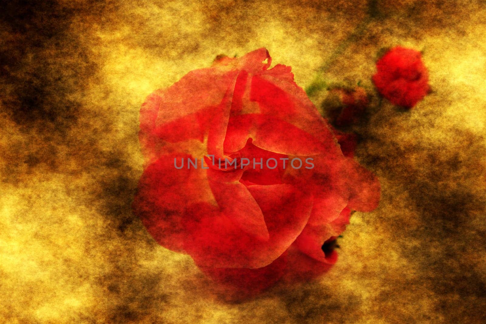 Red rose on grunge background