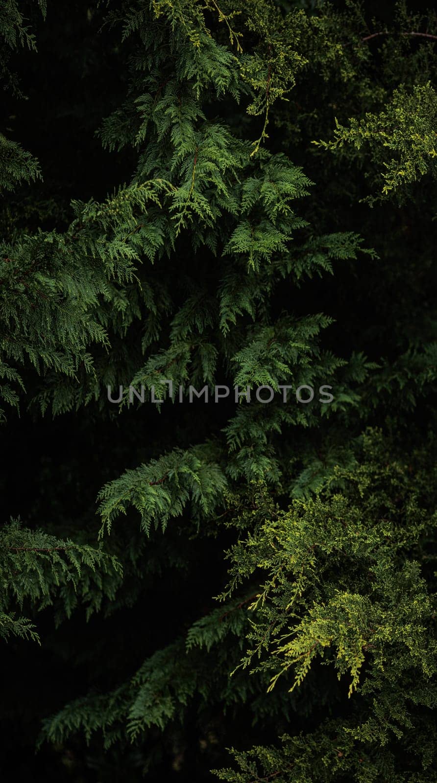 Dark green pine branches vertical forest panorama