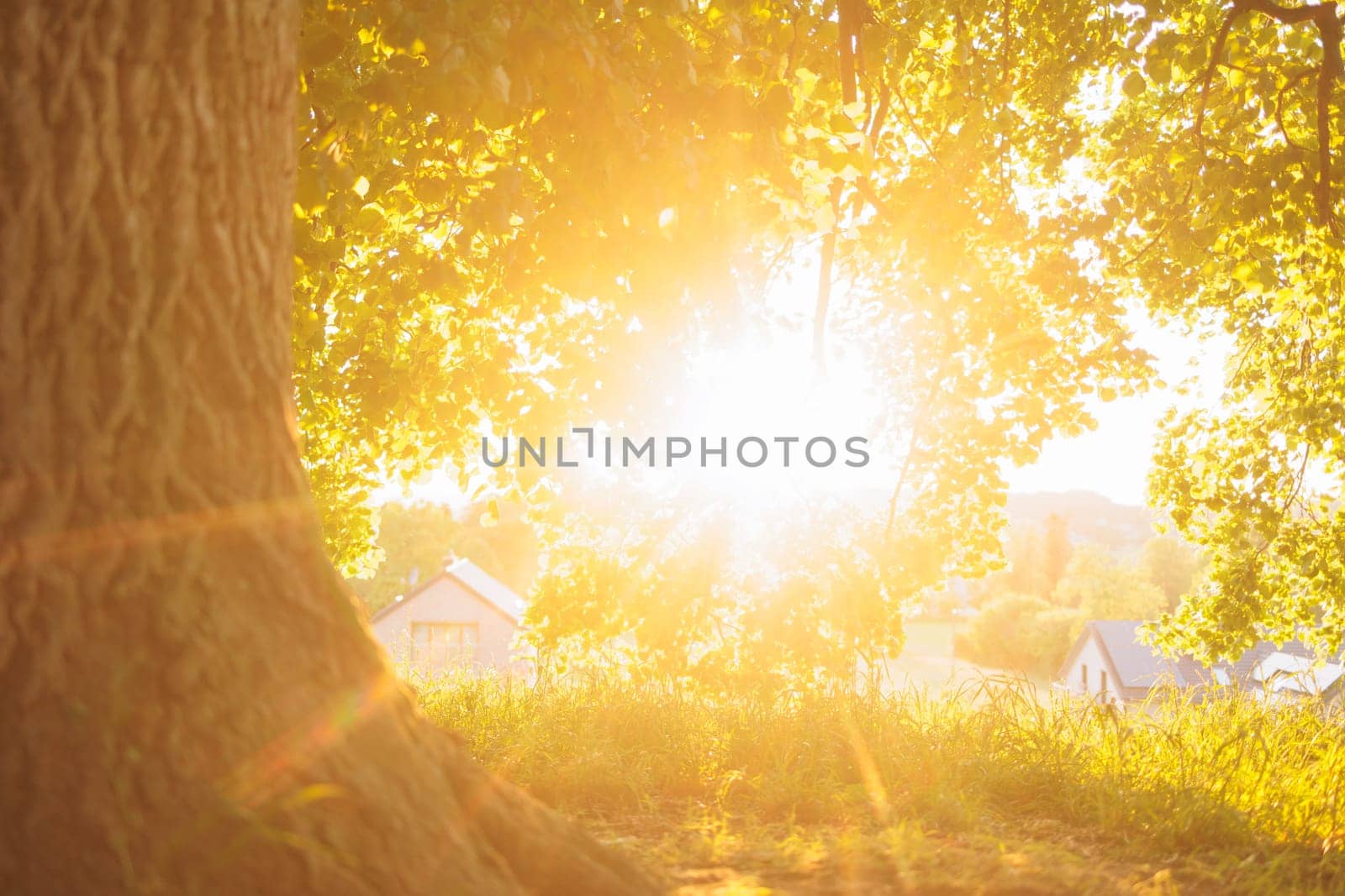 Sunlight light rays under large tree