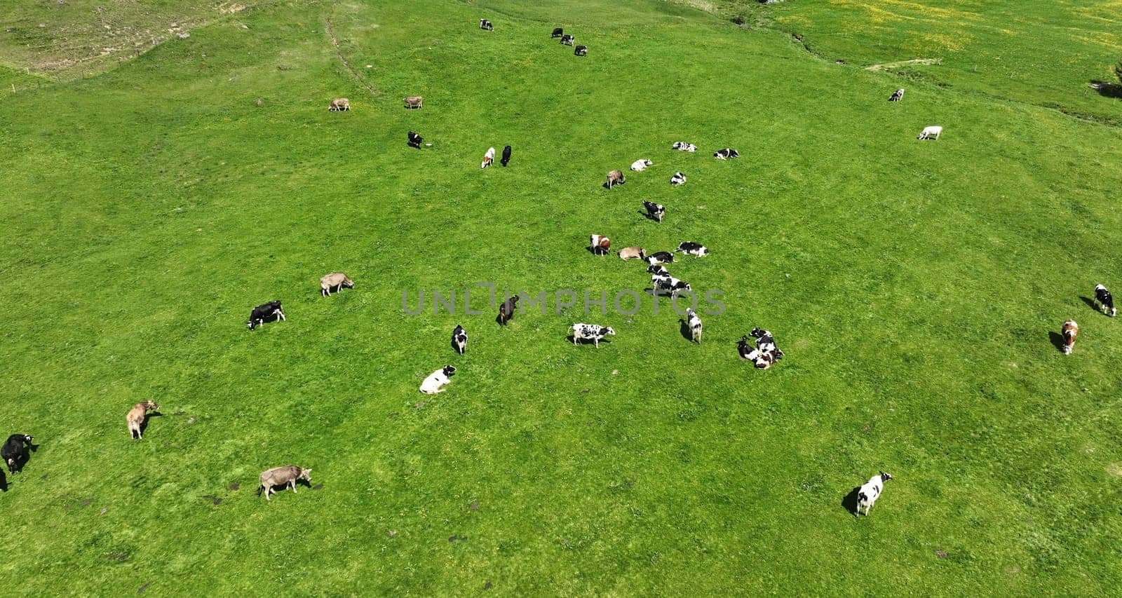 Aerial photo with drone of dairy cows of different breeds on a meadow in bavaria