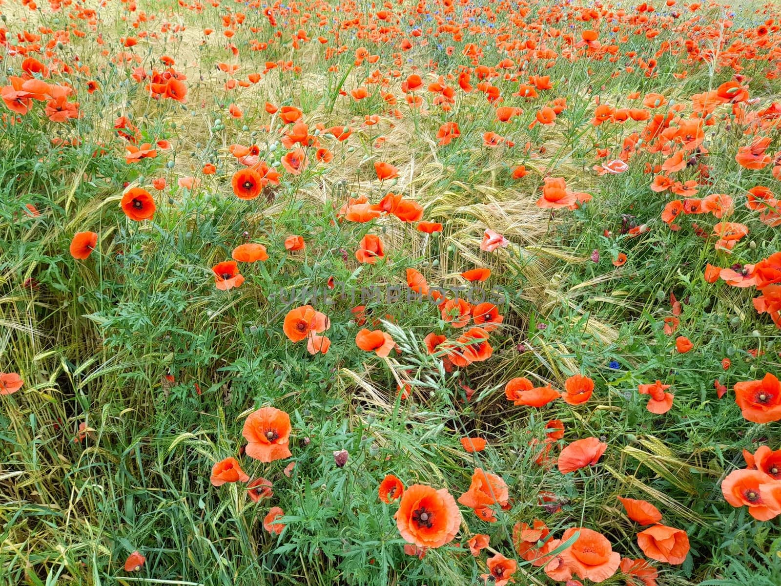 Red corn poppy on the barley field