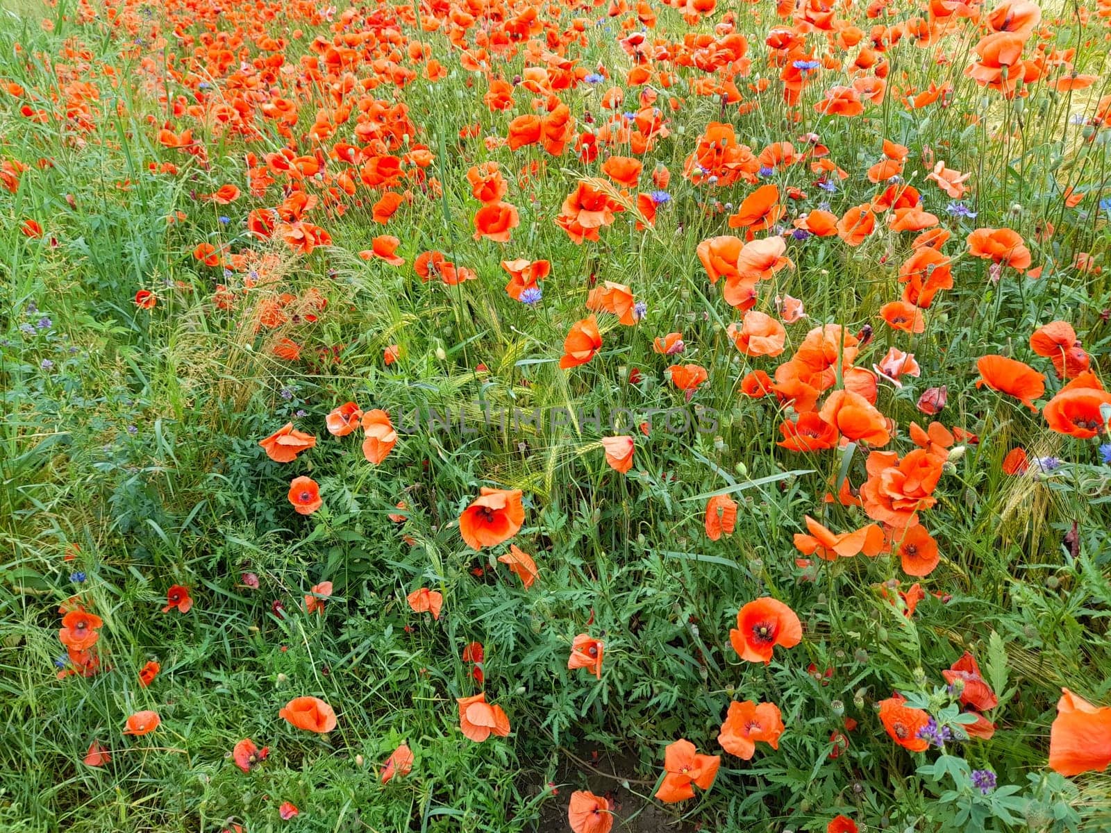 Red corn poppy on the barley field