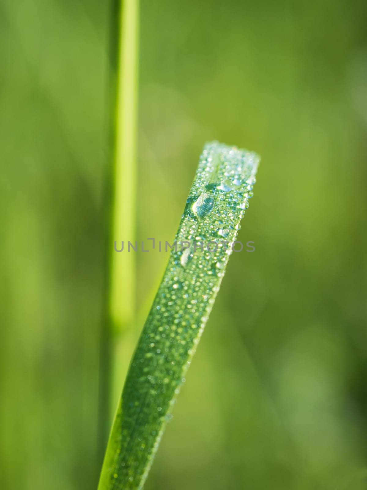 water drops on the green grass