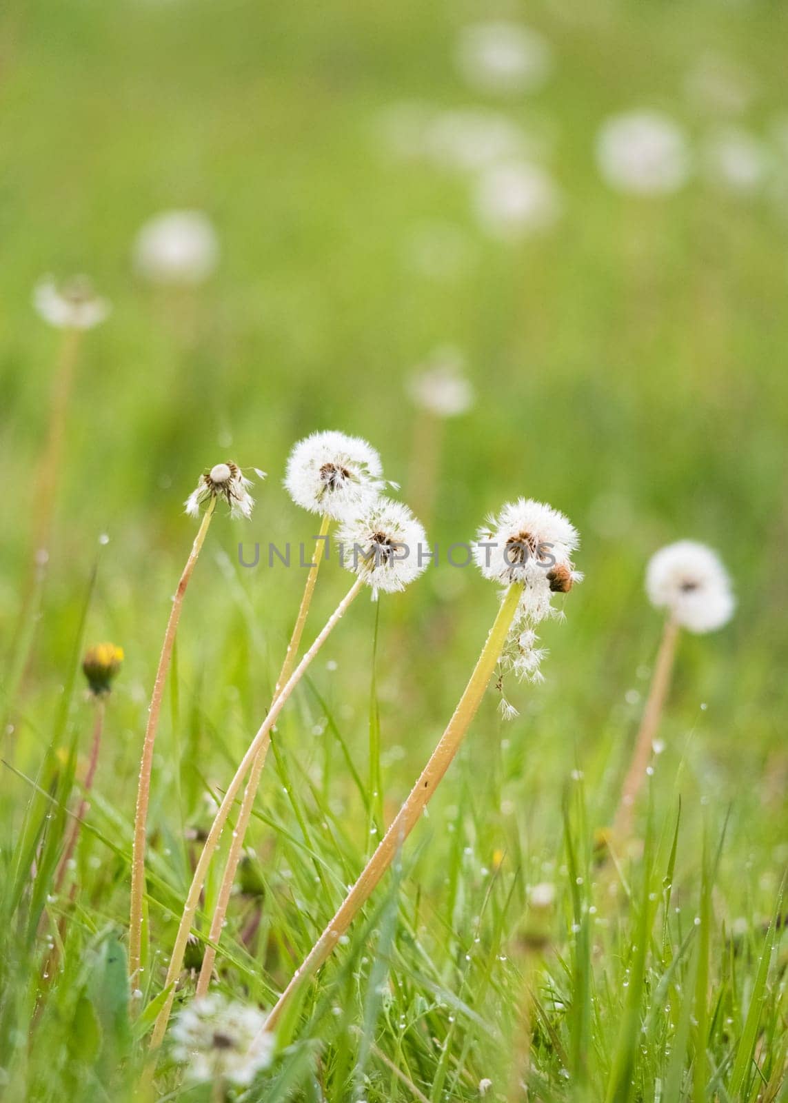 Dandelions on a meadow