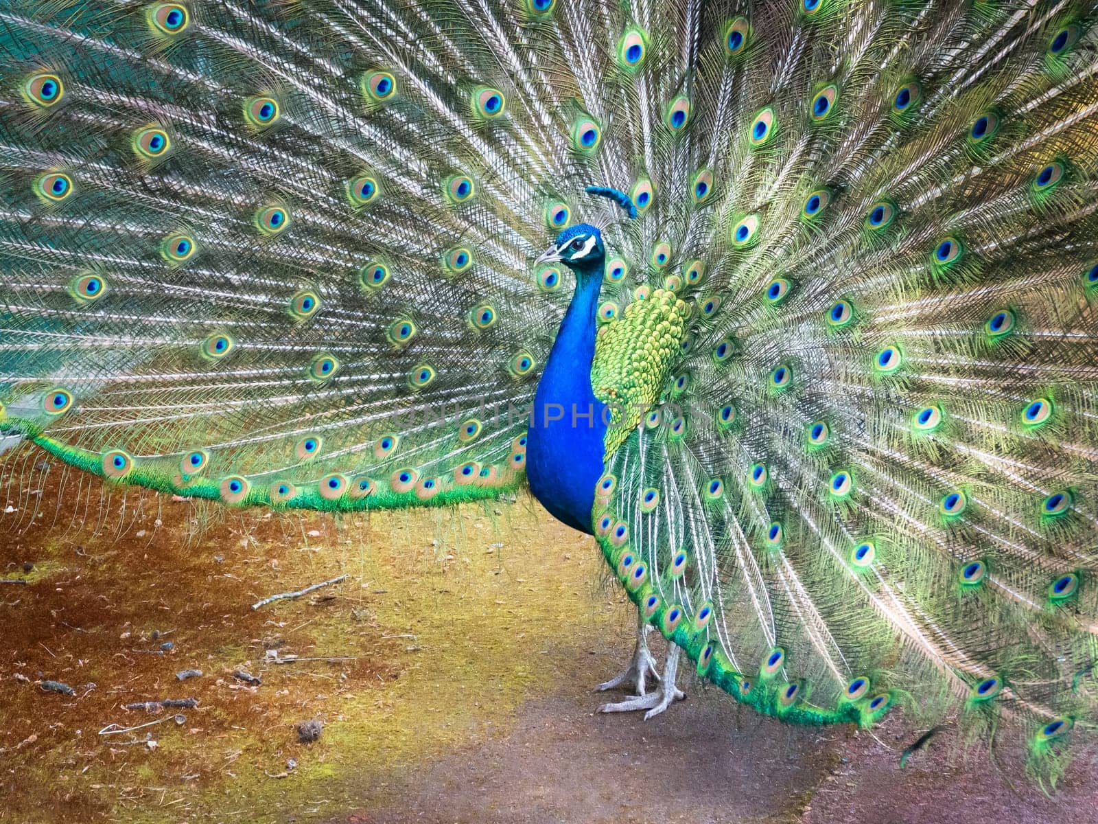 Close up of colorful peacock with his feathers fanned out