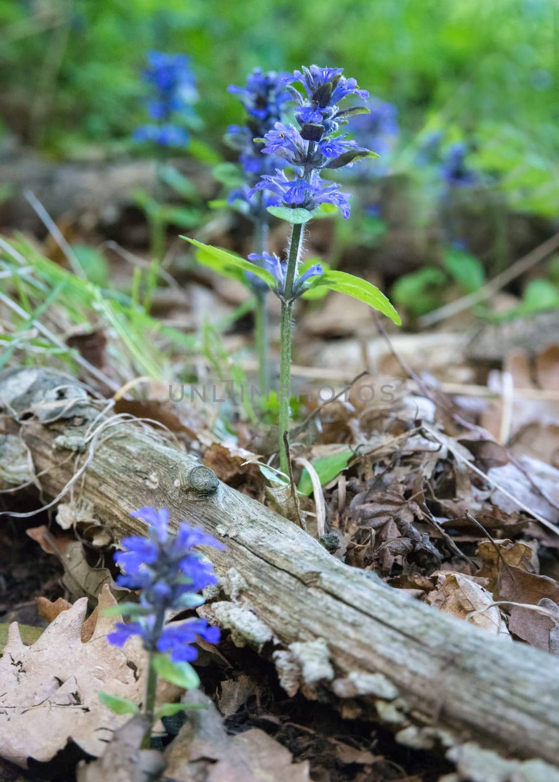 Close up of the blue flowers of blue or common bugle or bugleherb, bugleweed, carpetweed or carpet bugleweed (Ajuga reptans)