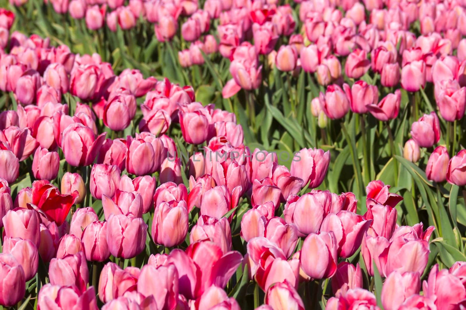 tulip field in the Netherlands - pink tulips