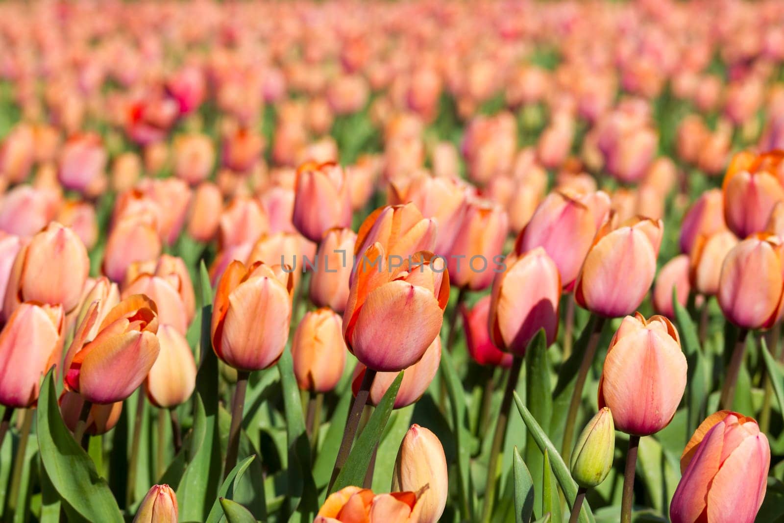 tulip field in the Netherlands - orange tulips