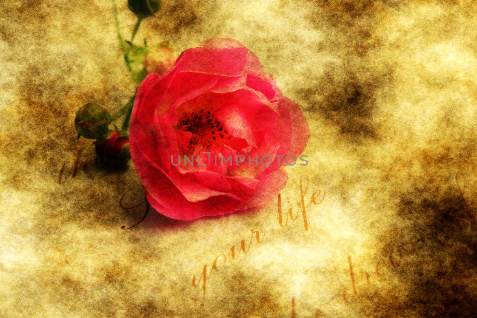 Red rose on grunge background