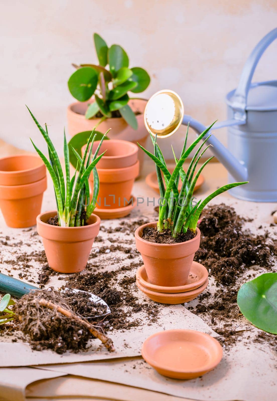 Plant propagation and replanting house plant concept with flowerpots, soil and gardening tools