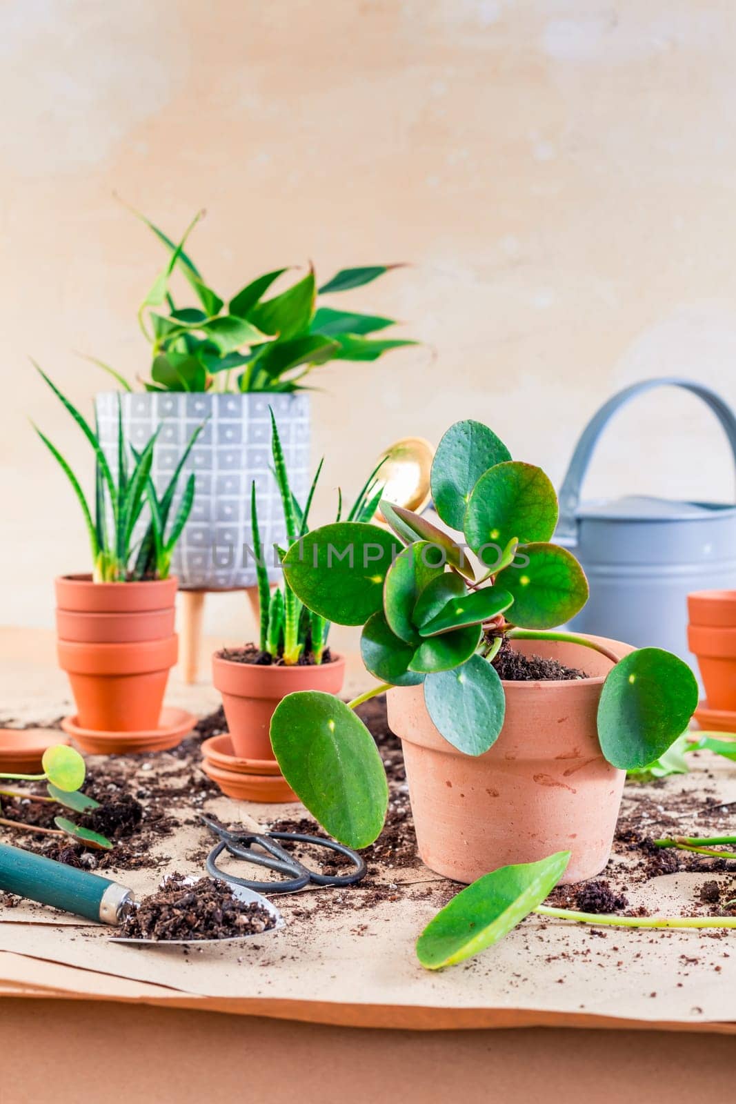 Plant propagation and replanting house plant concept with flowerpots, soil and gardening tools