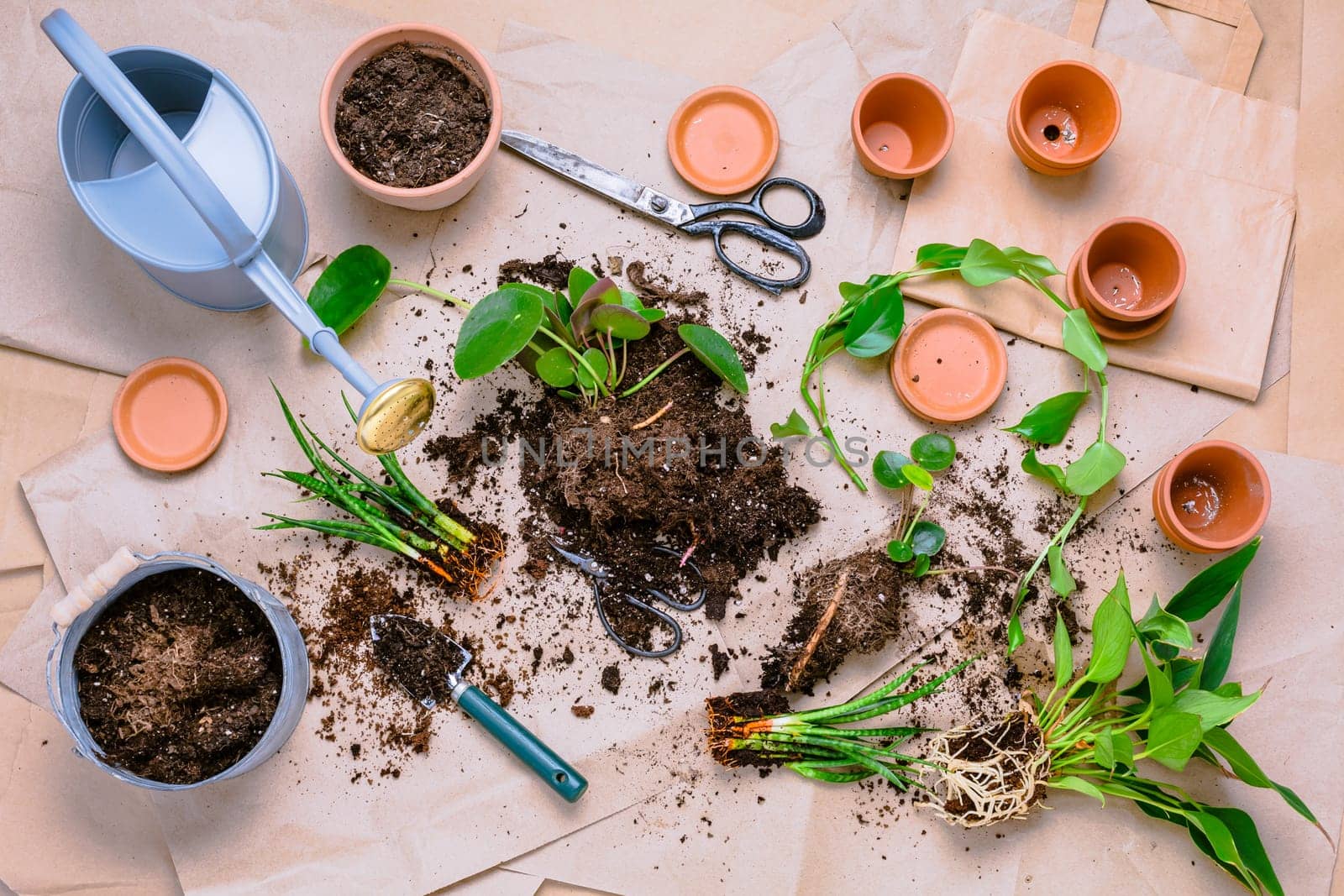 Plant propagation and replanting house plant concept with flowerpots, soil and gardening tools