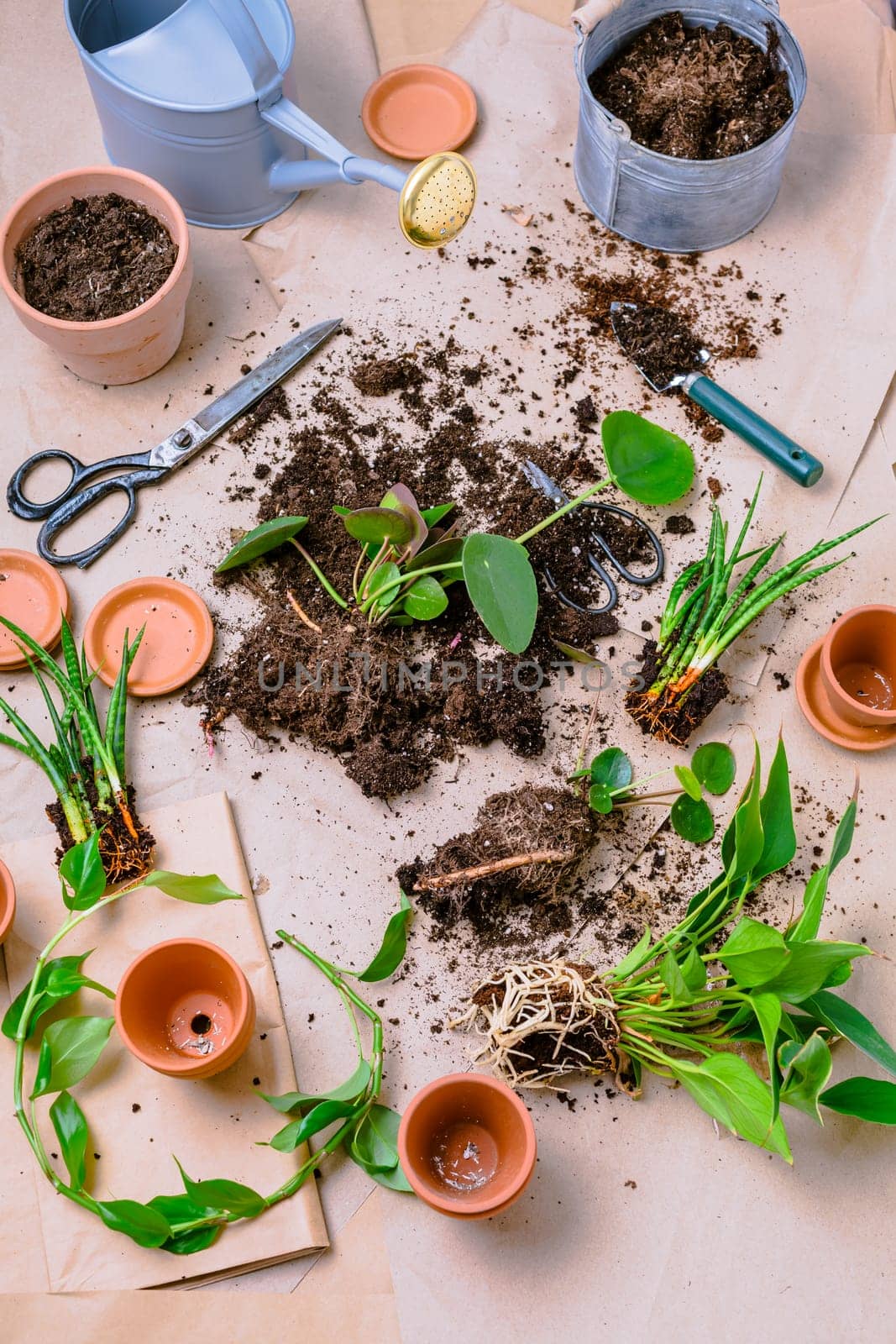 Plant propagation and replanting house plant concept with flowerpots, soil and gardening tools