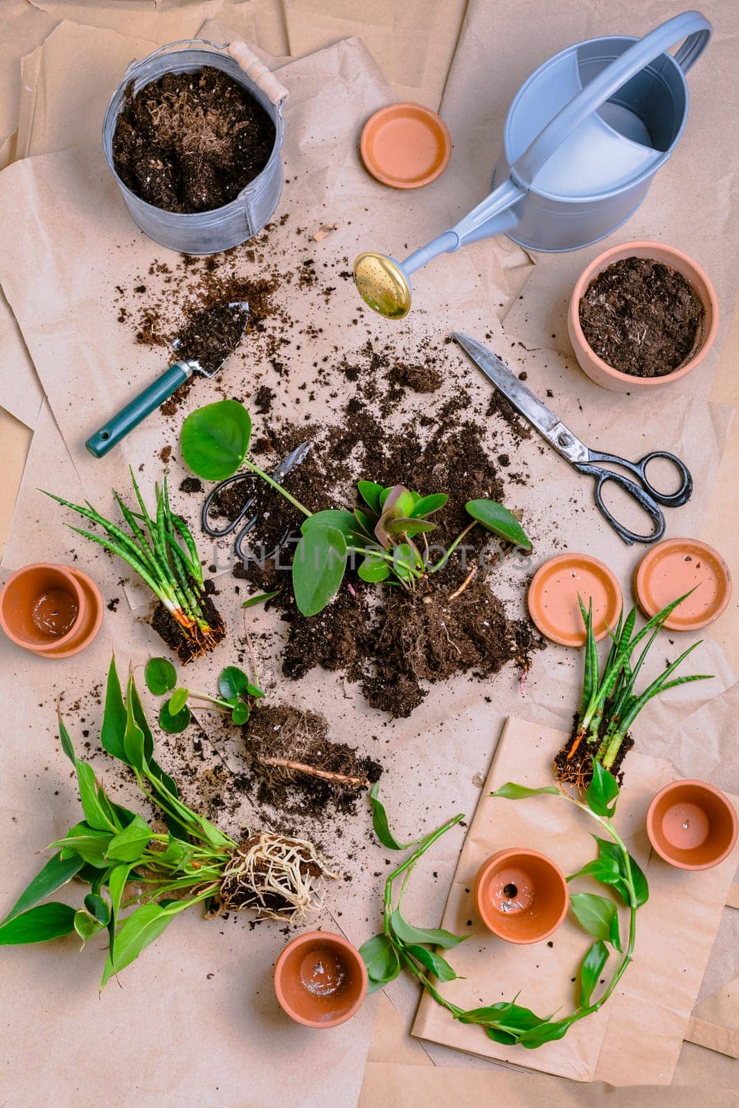 Plant propagation and replanting house plant concept with flowerpots, soil and gardening tools