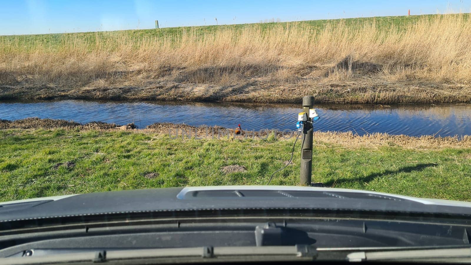 Two pheasants, Phasianus colchicus, stand close together during spring breeding season. Pair of rooster and hen looking at camera from low angle perspective on a sunny day.