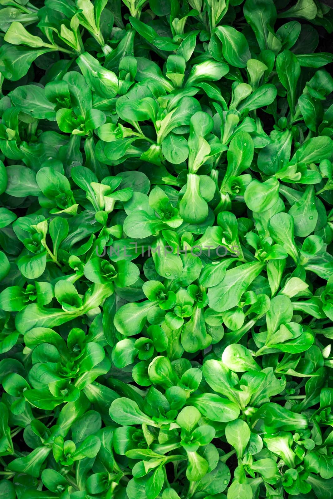 Full frame close up of wet fresh green lamb´s lettuce (valerianella) Valerianella locusta, corn salad