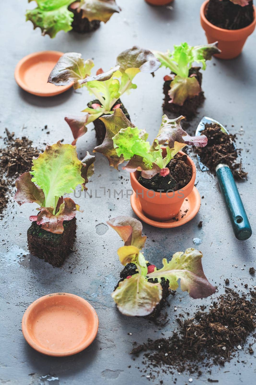 Vegetable propagation and replanting seedling concept with flowerpots, soil and gardening tools