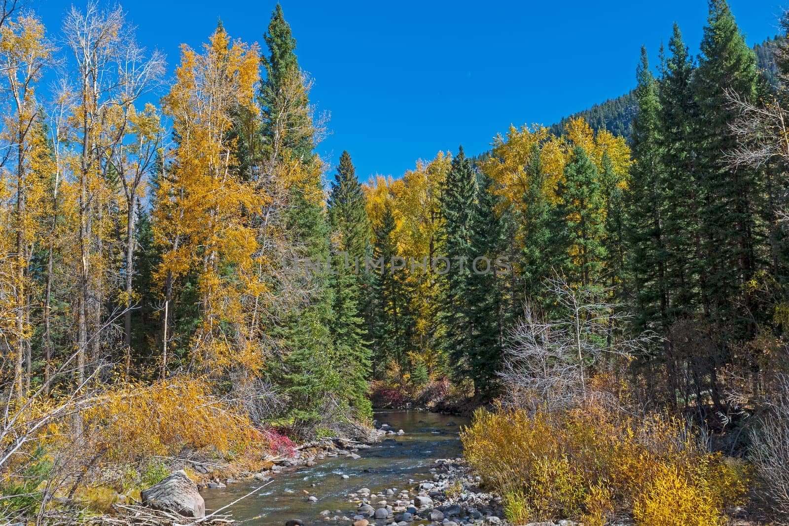 Fall Colors on a Rocky Mountain Stream near Pagosa Springs Colorado