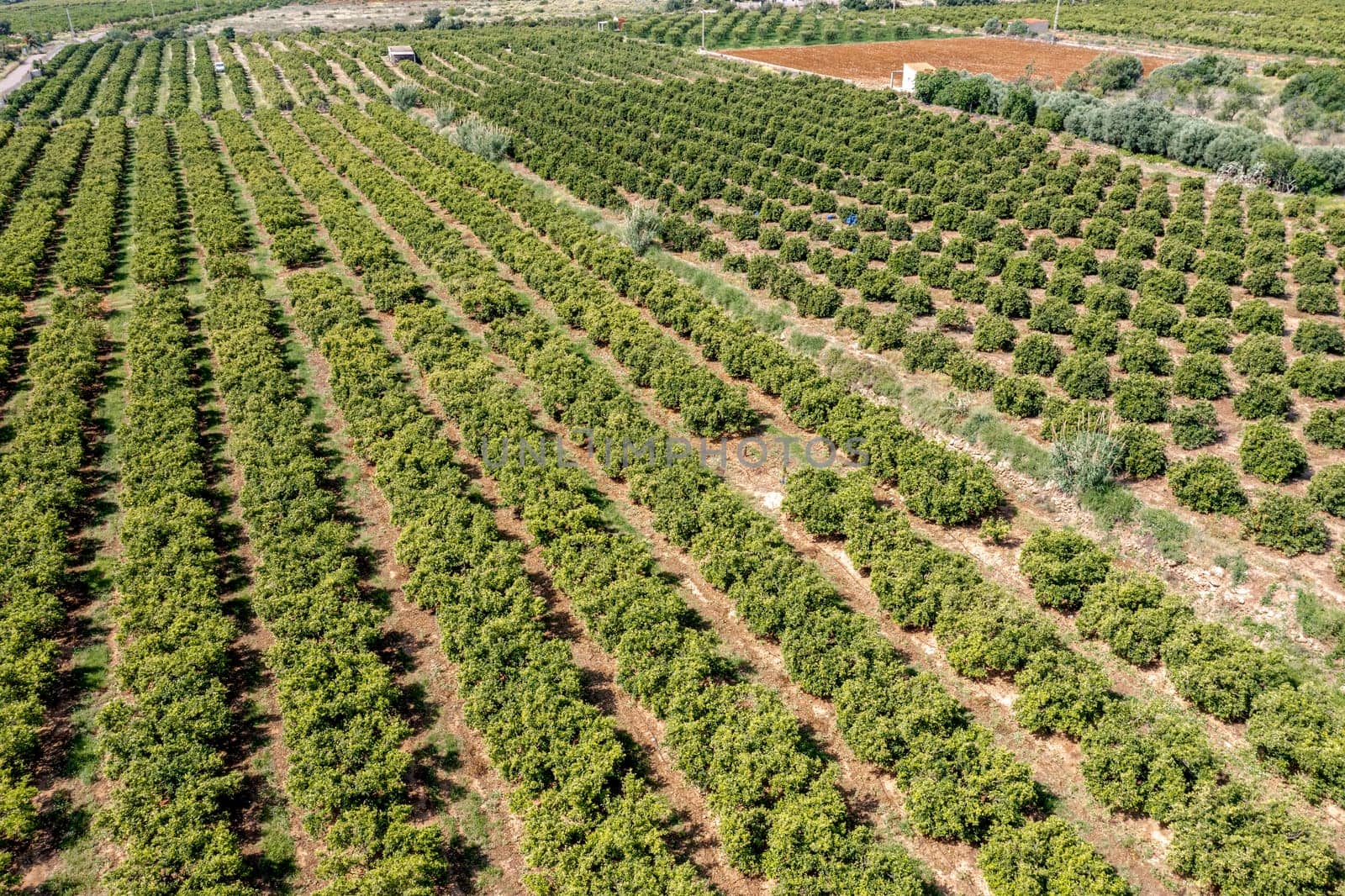 Peach fruit trees in the area of Cabanes Castellon Spain