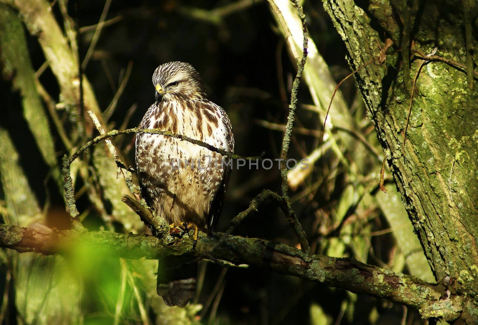 Eurasian buzzard in nature sitting on a branch