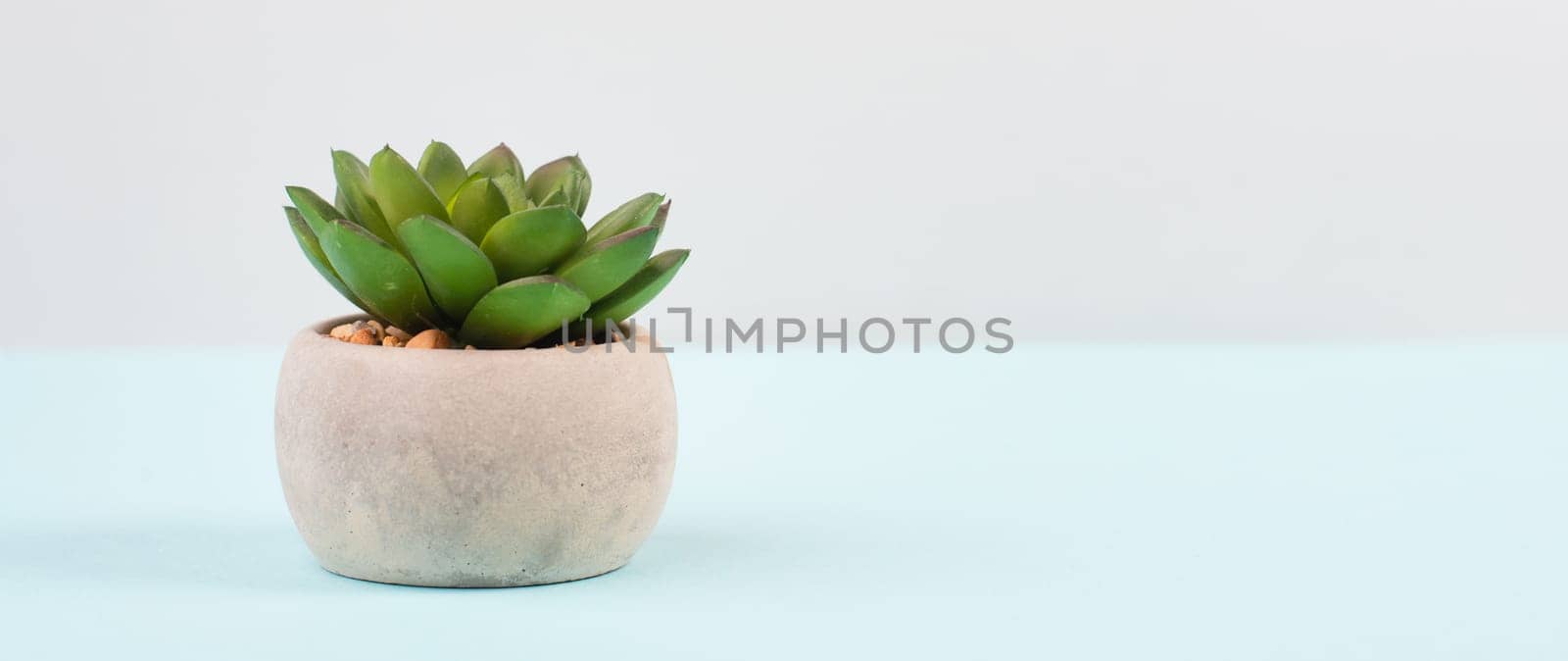 Cactus in a pot on a blue and grey background, minimalistic decoration, plant at the desk, copy space for text, modern home