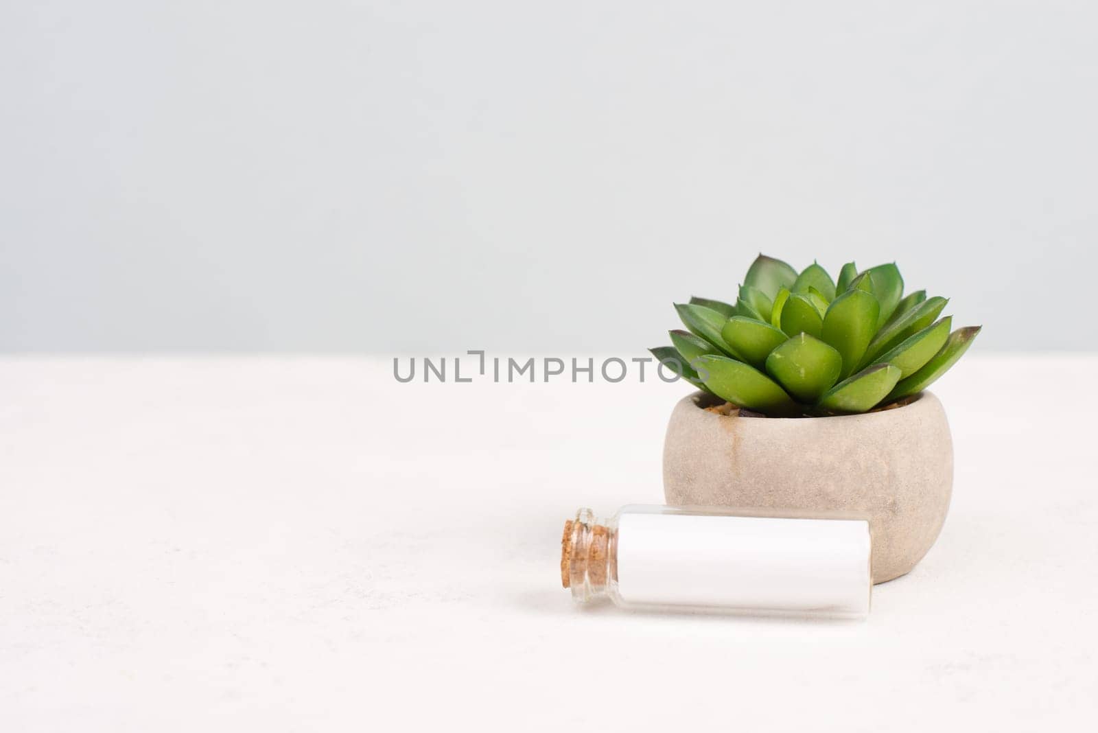 Cactus with an emptybottle for text, in a pot on a gray background, minimalistic decoration, plant at the desk, modern home office, greeting card