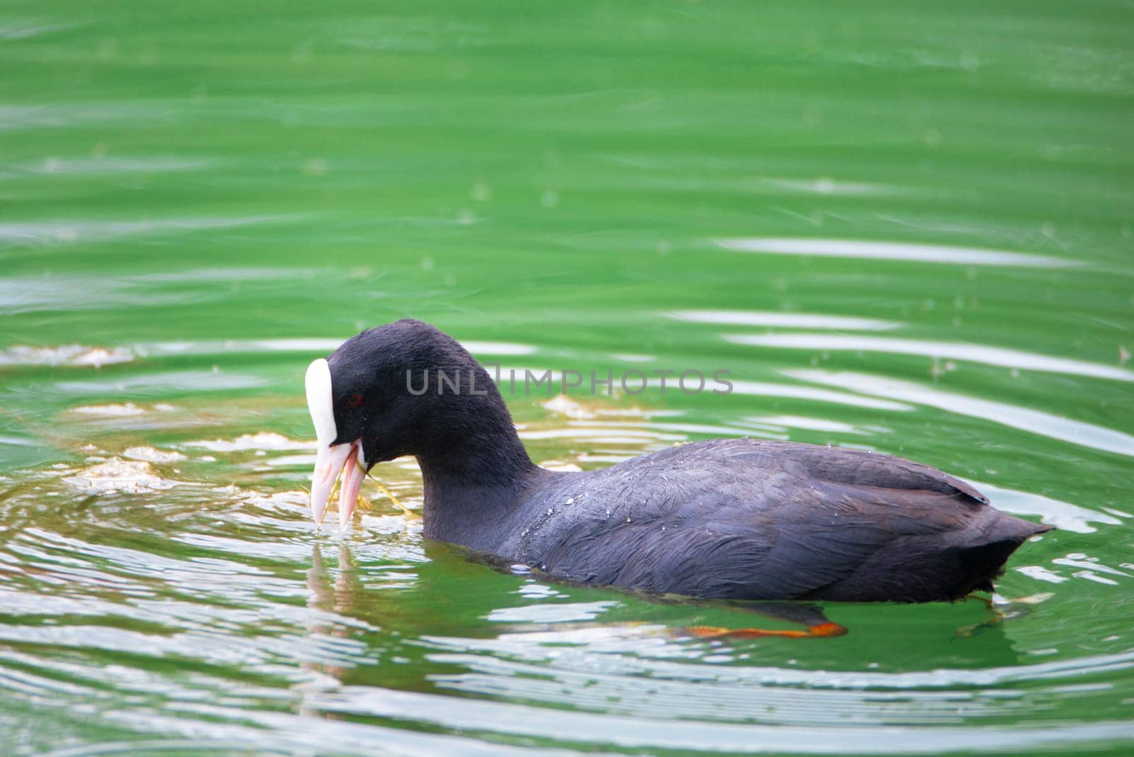 Common black coot swimming in a pond, genus Fulica, waterbird in Europe, birdwatching in nature
