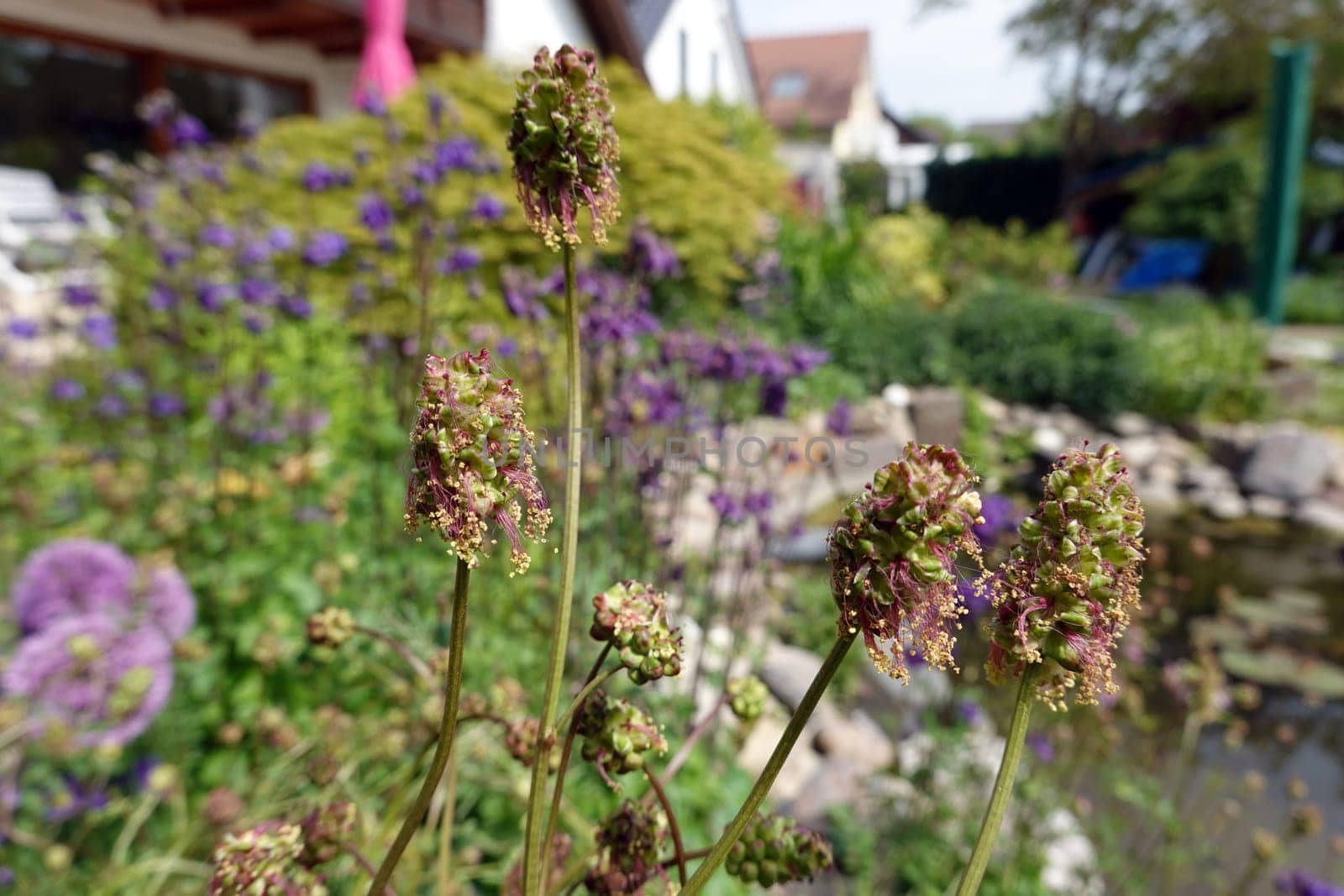 Kleiner Wiesenknopf (Poterium sanguisorba, Sanguisorba minor)im naturnahen Garten