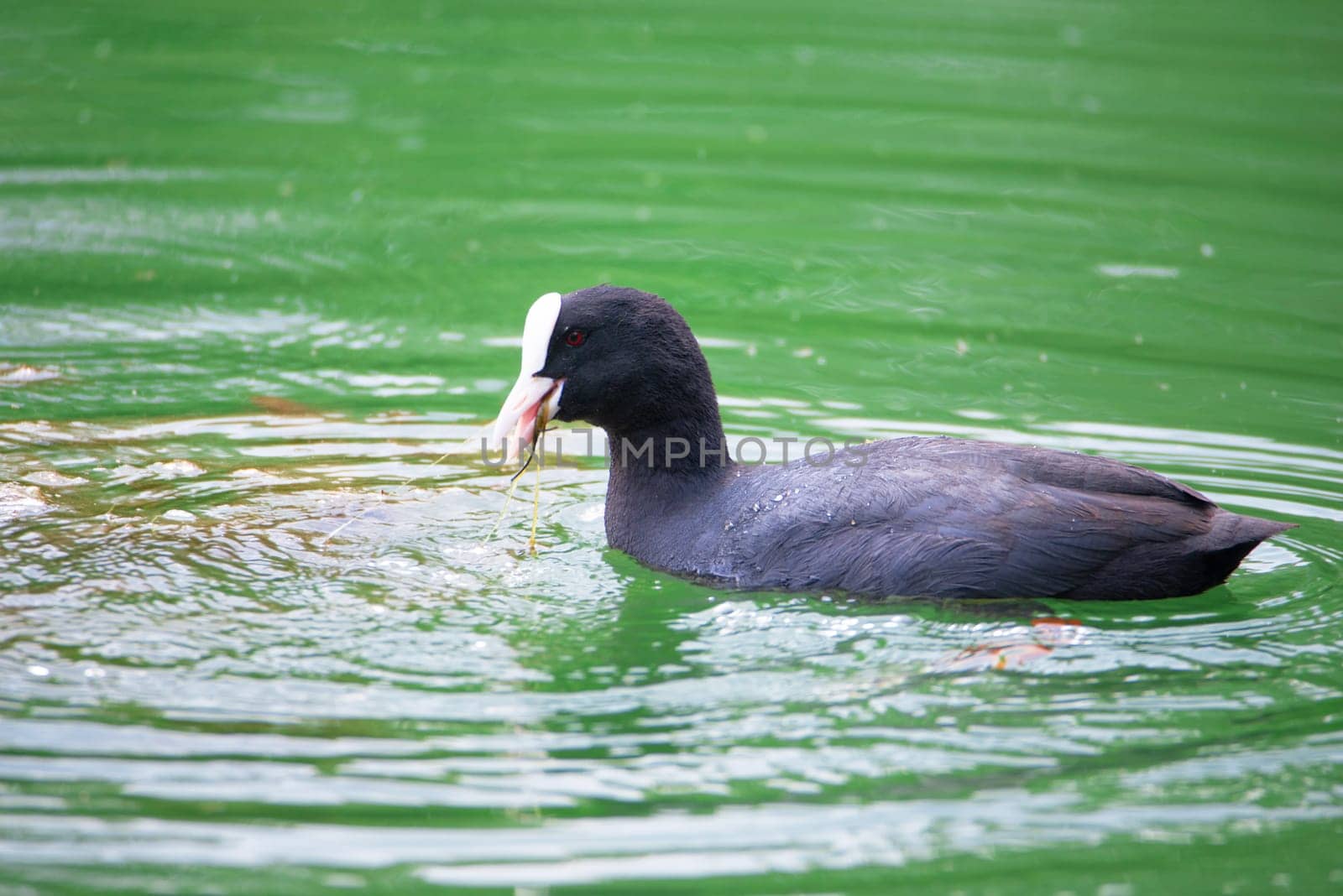 Common black coot swimming in a pond, genus Fulica, waterbird in Europe, birdwatching in nature