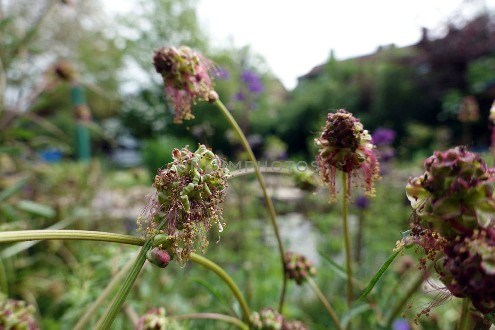 Kleiner Wiesenknopf (Poterium sanguisorba, Sanguisorba minor)im naturnahen Garten