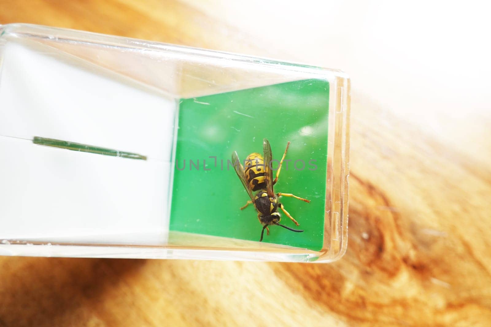 Deutsche Wespe (Vespula germanica) - vermutlich eine Königin, gefangen mit einem Insektenfänger