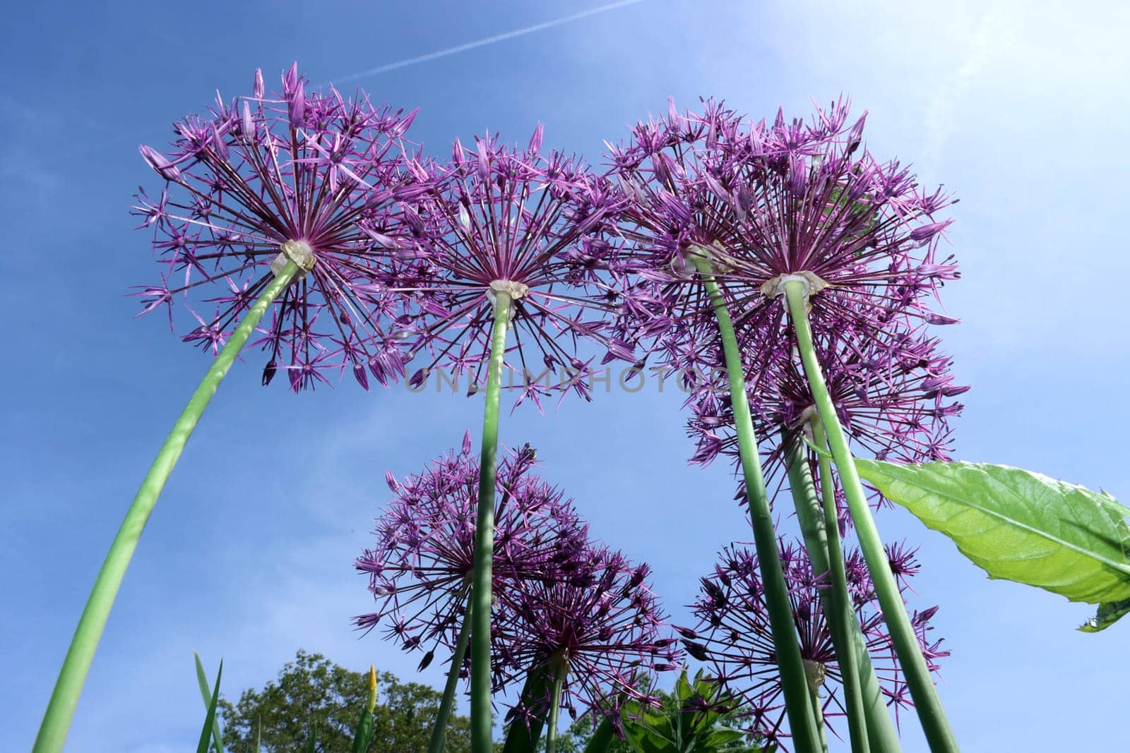 Sternkugel-Lauch (Allium cristophii) - Blütenstand