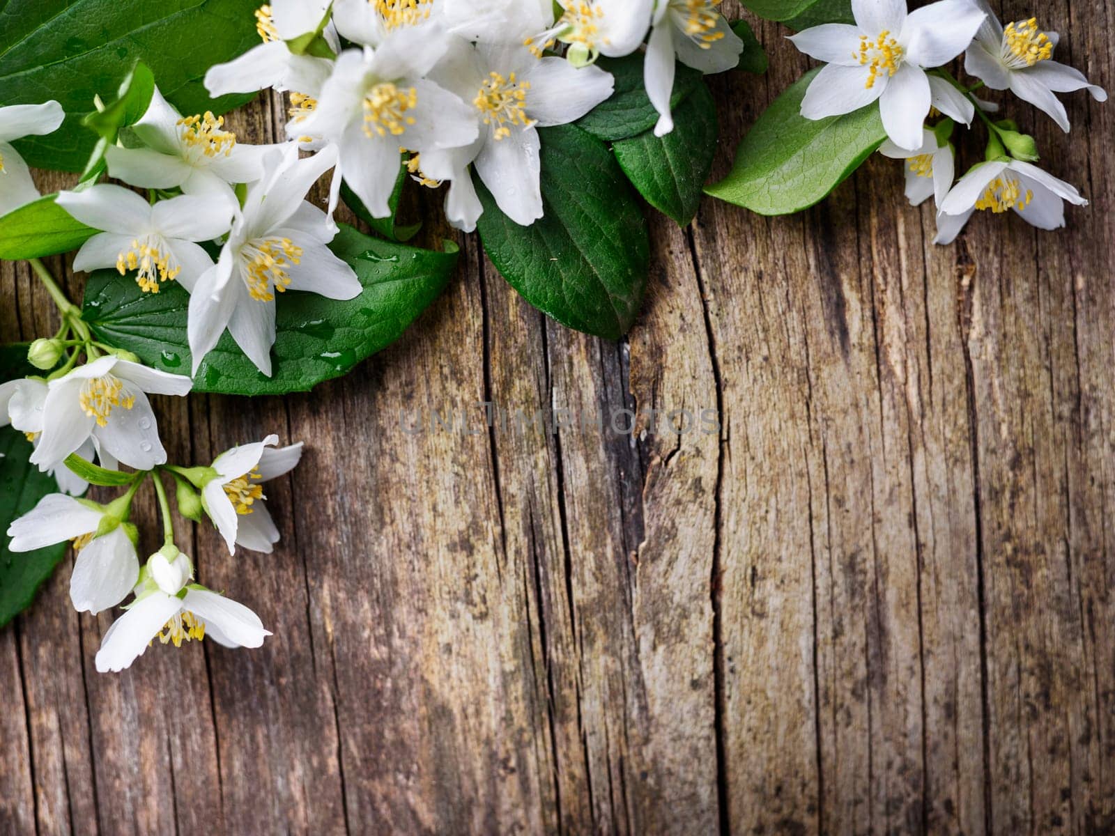 Beautiful jasmine flower on rustic wooden table
