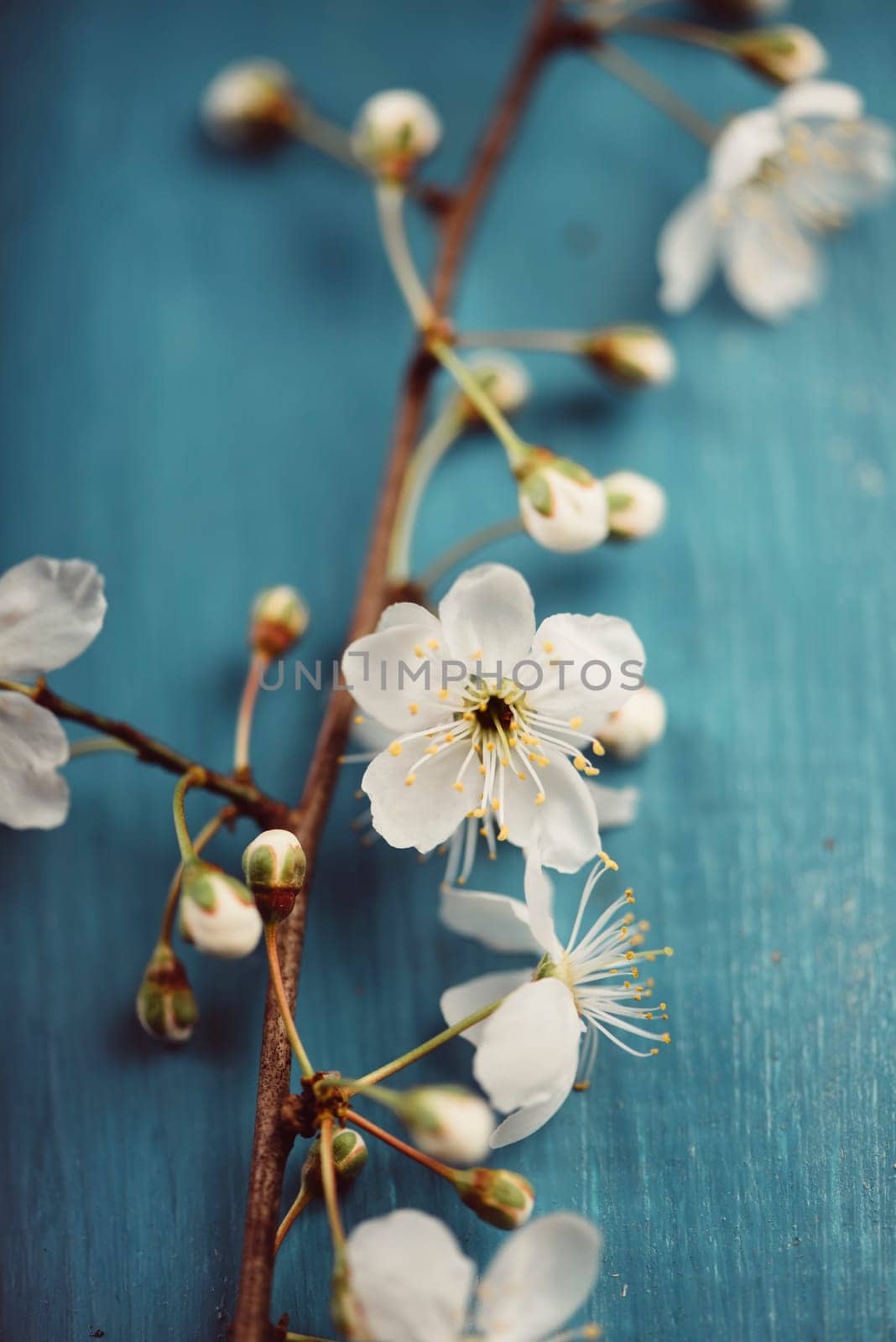 Spring blossom on blue wooden table