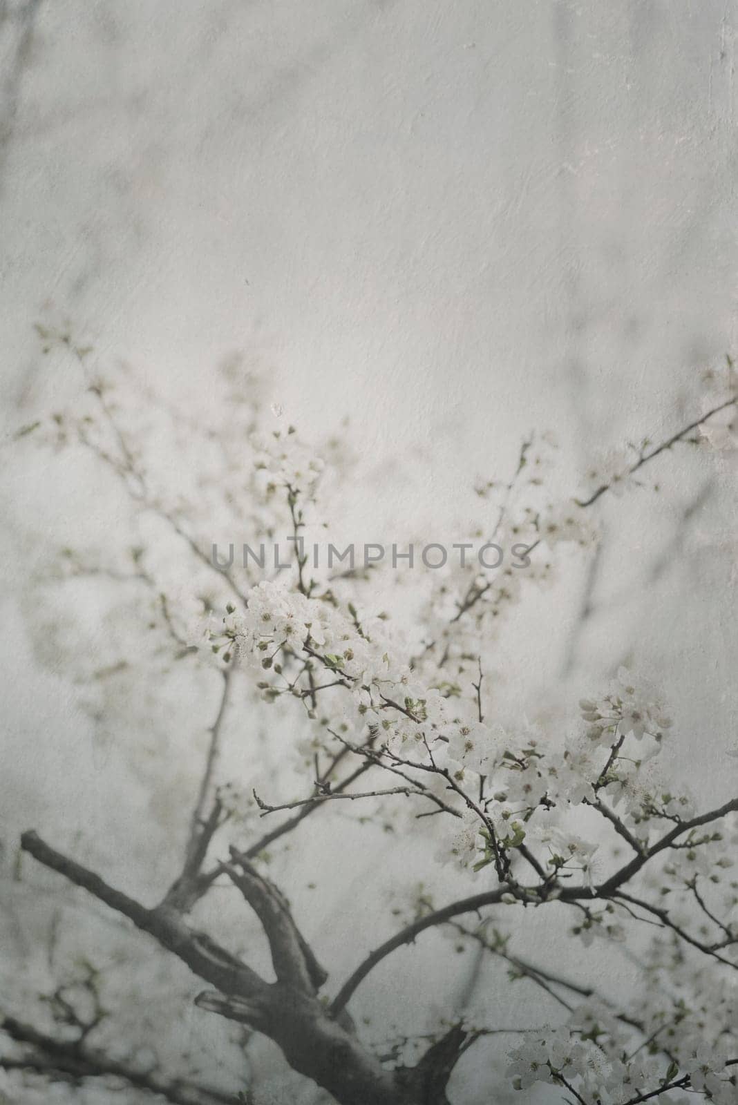Beautiful spring blossom artwork with canvas texture.